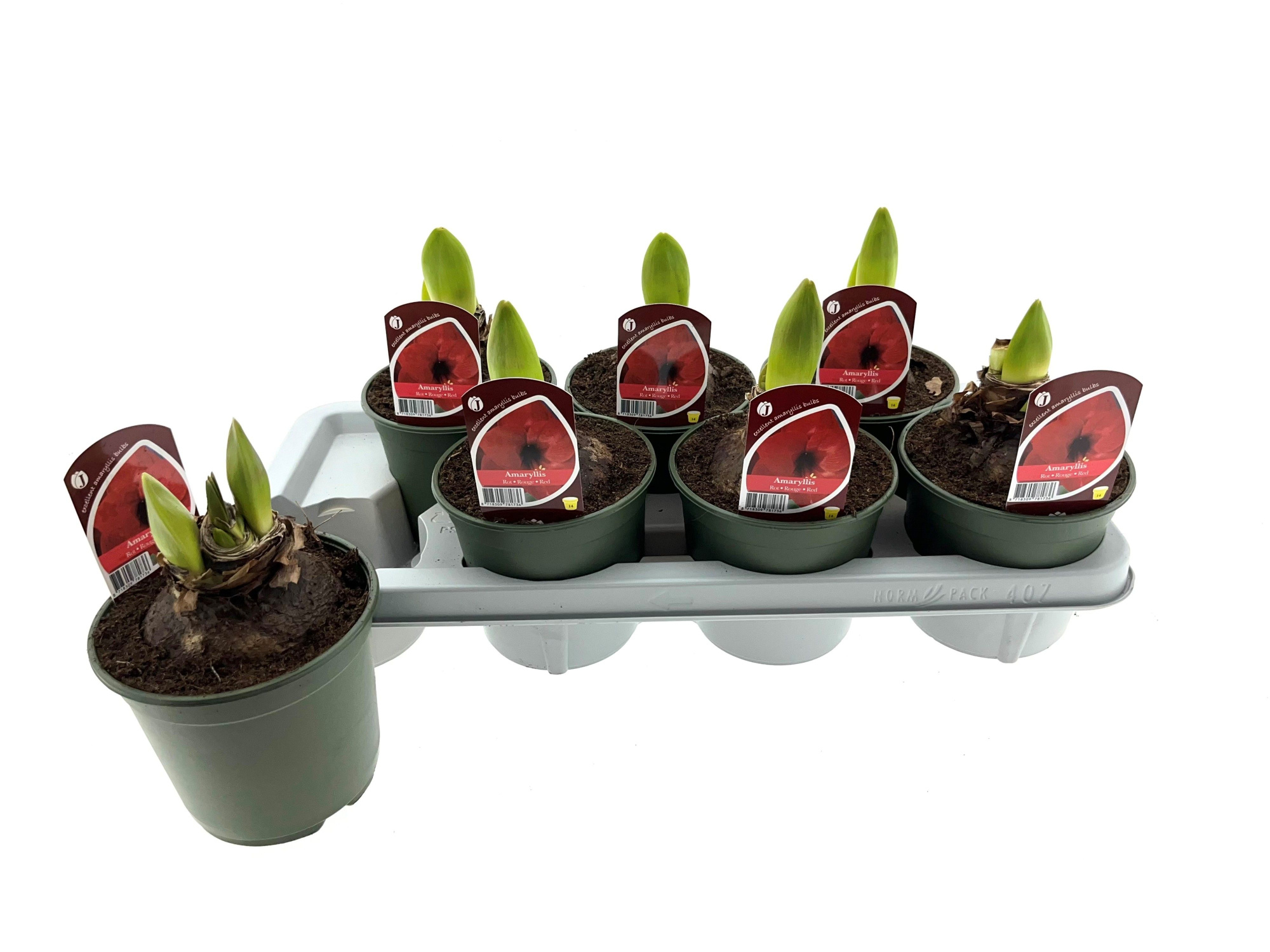 Amaryllis rood 14 cm, D 14 cm