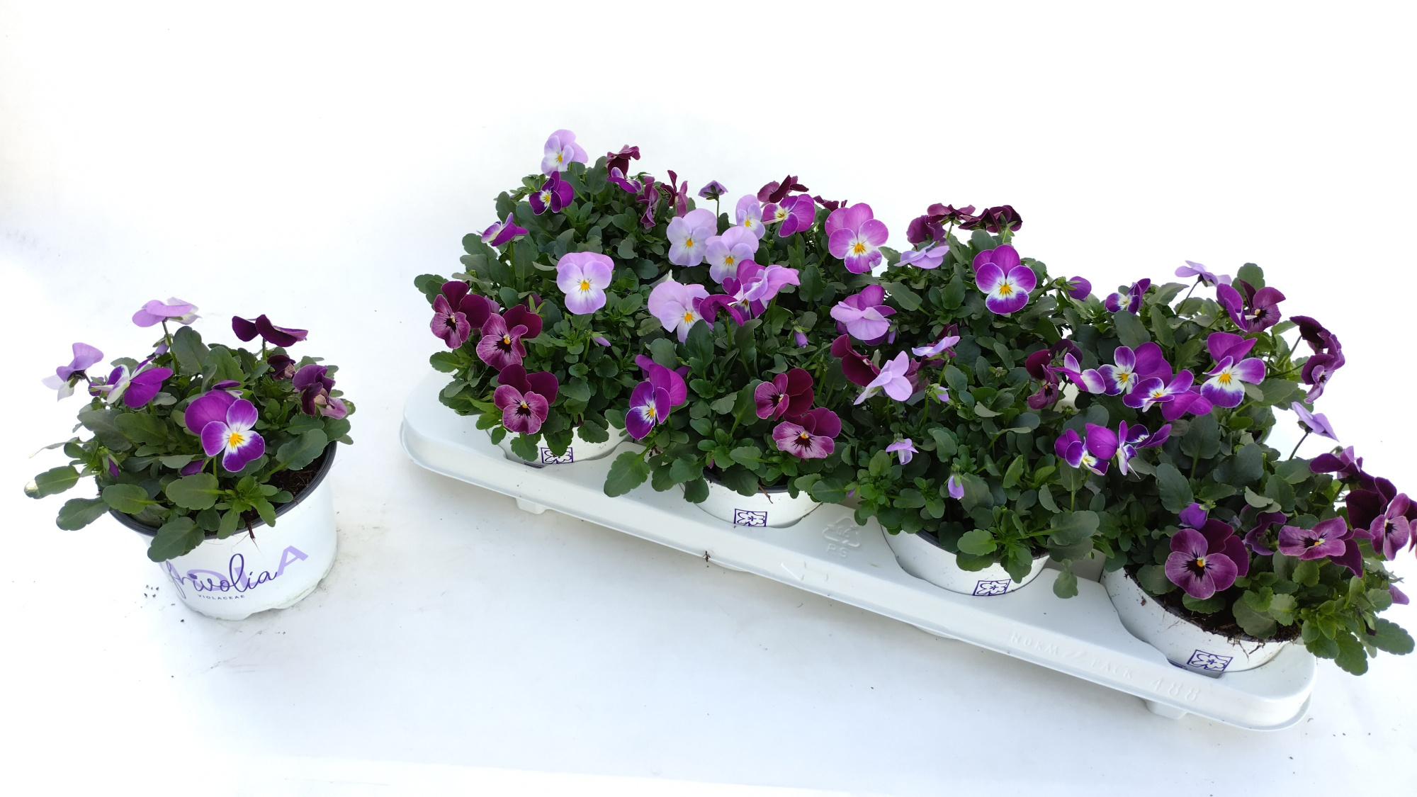 Viola Frivolia mix1, D 12