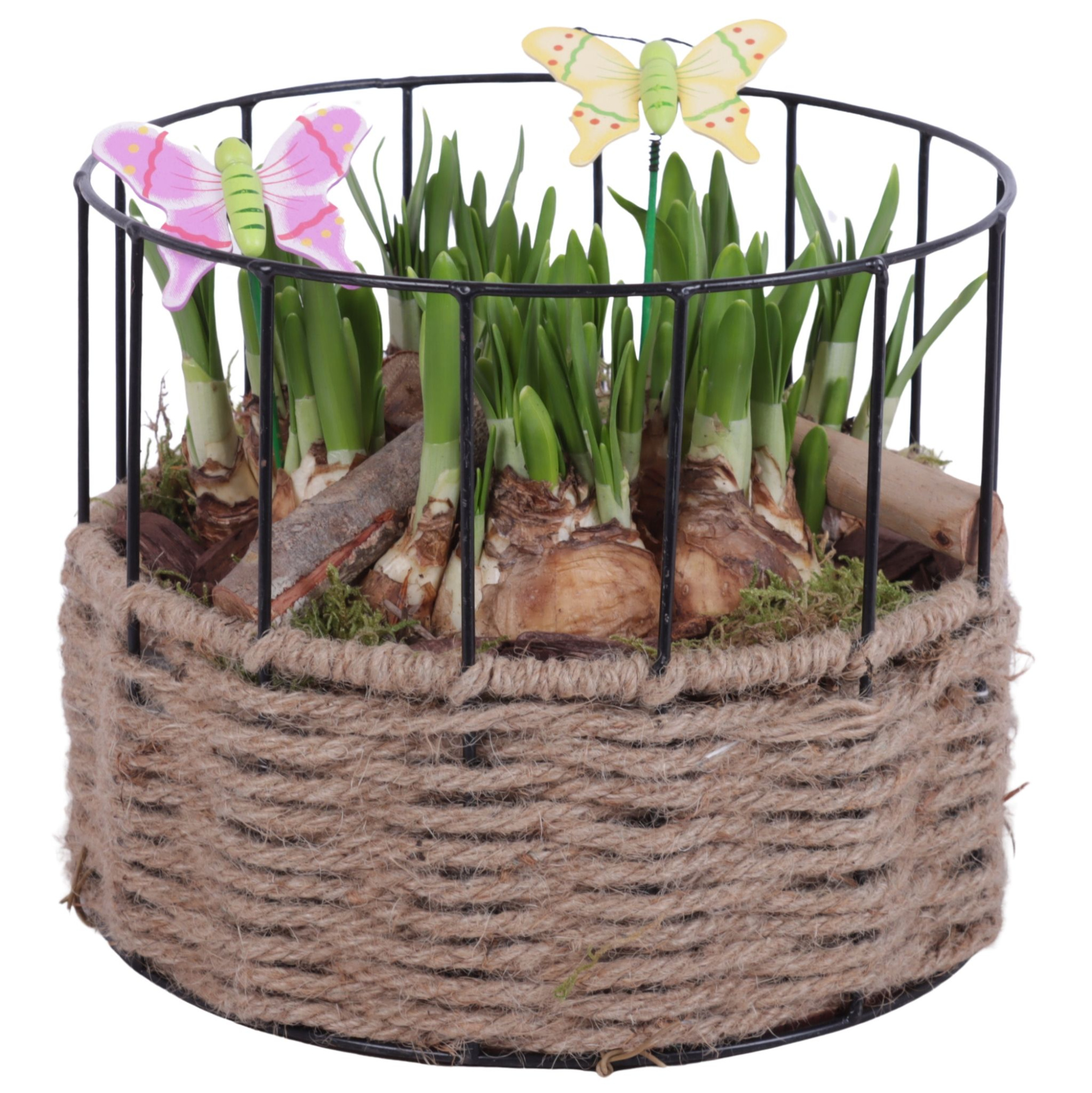 Bulbs Arr. Narcis Metal Frame Rope Pot Round Ø21cm, D 21