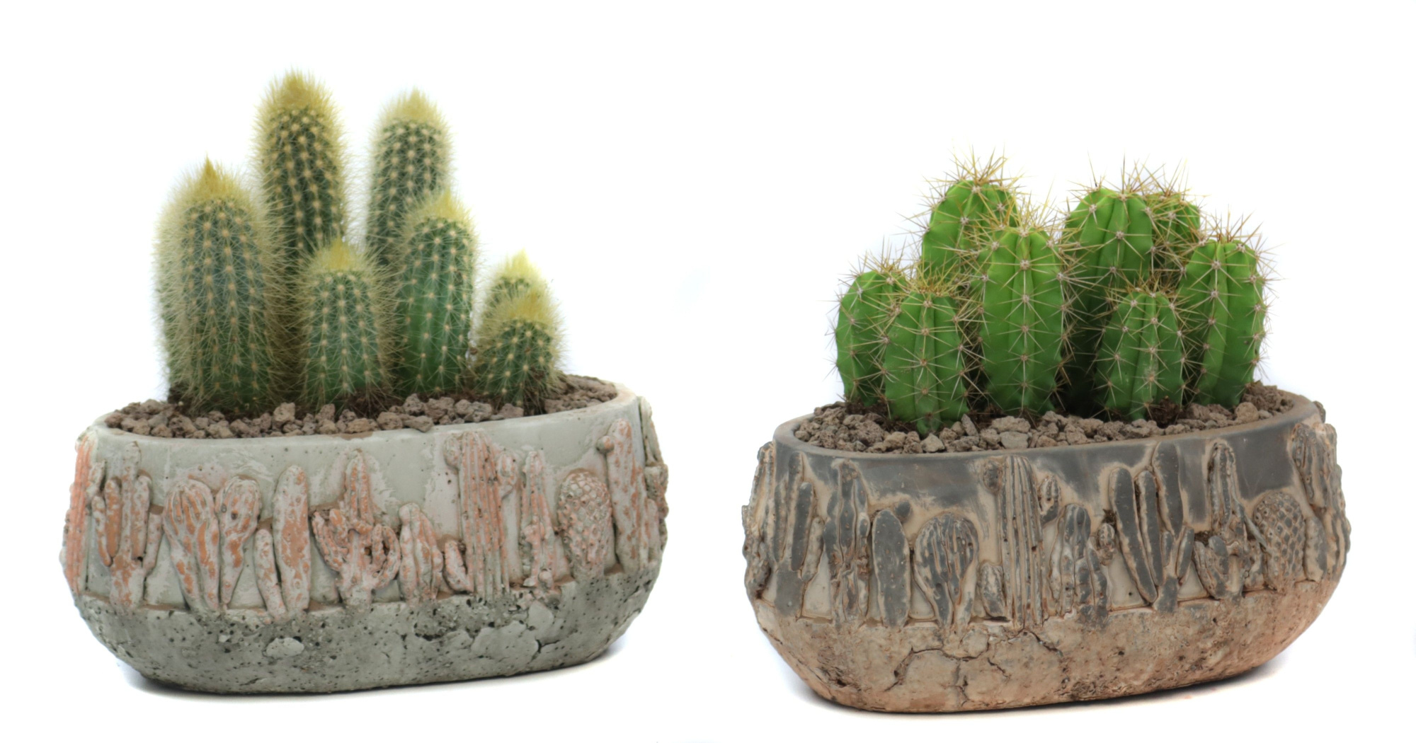 2x Cactus 8,5 cm in tacana ovale pot met lava steentjes, D 22 cm