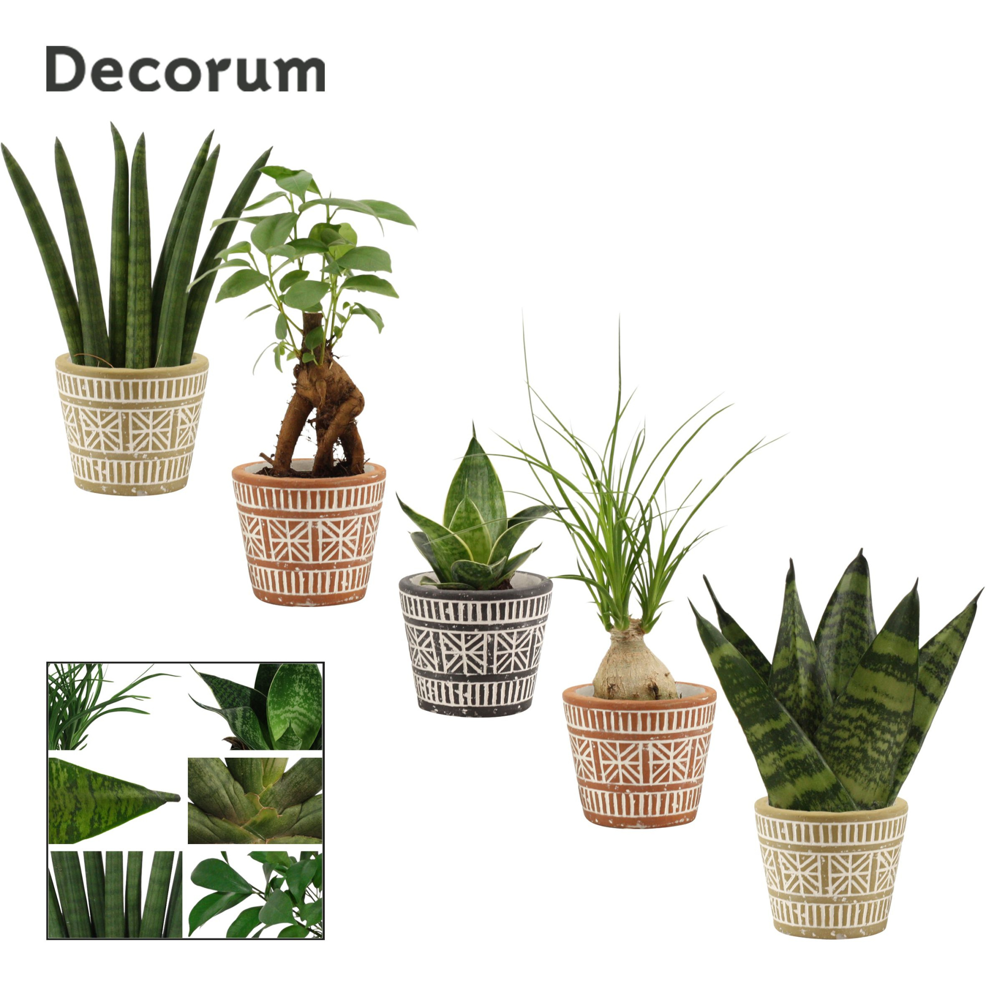 Groenmix mini in Claire (Neo Architect-collection), D 6 cm