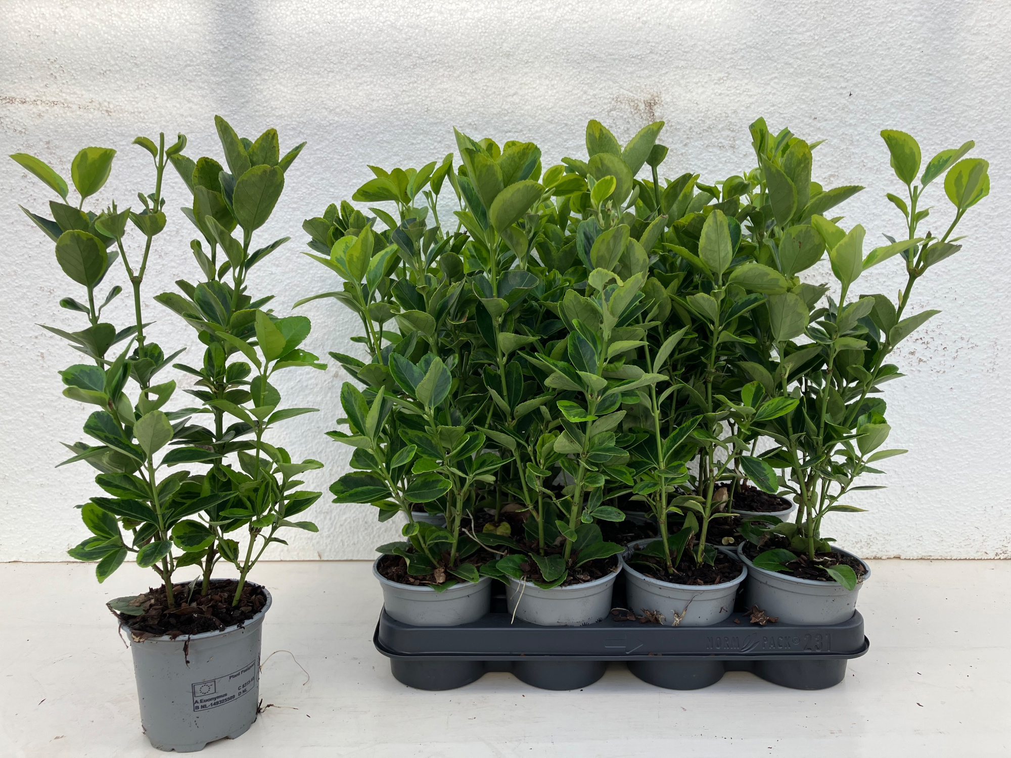 Euonymus japonicus Aureomarginatus, D 10,5