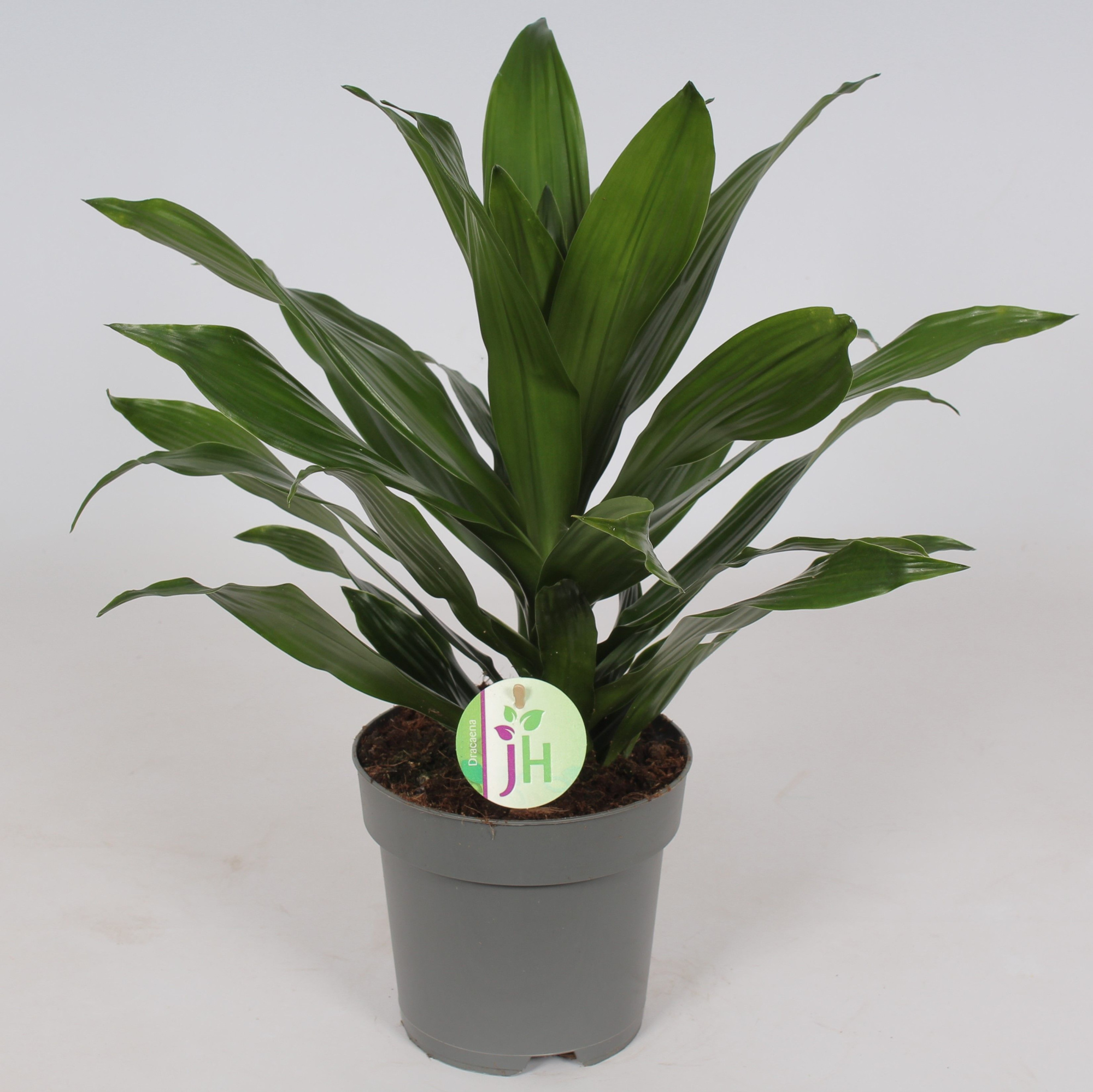Dracaena 'Green Jewel', D 17 cm