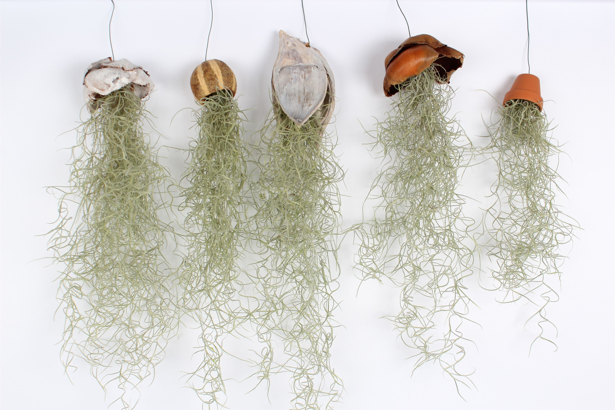 Tillandsia mix, D 30 cm