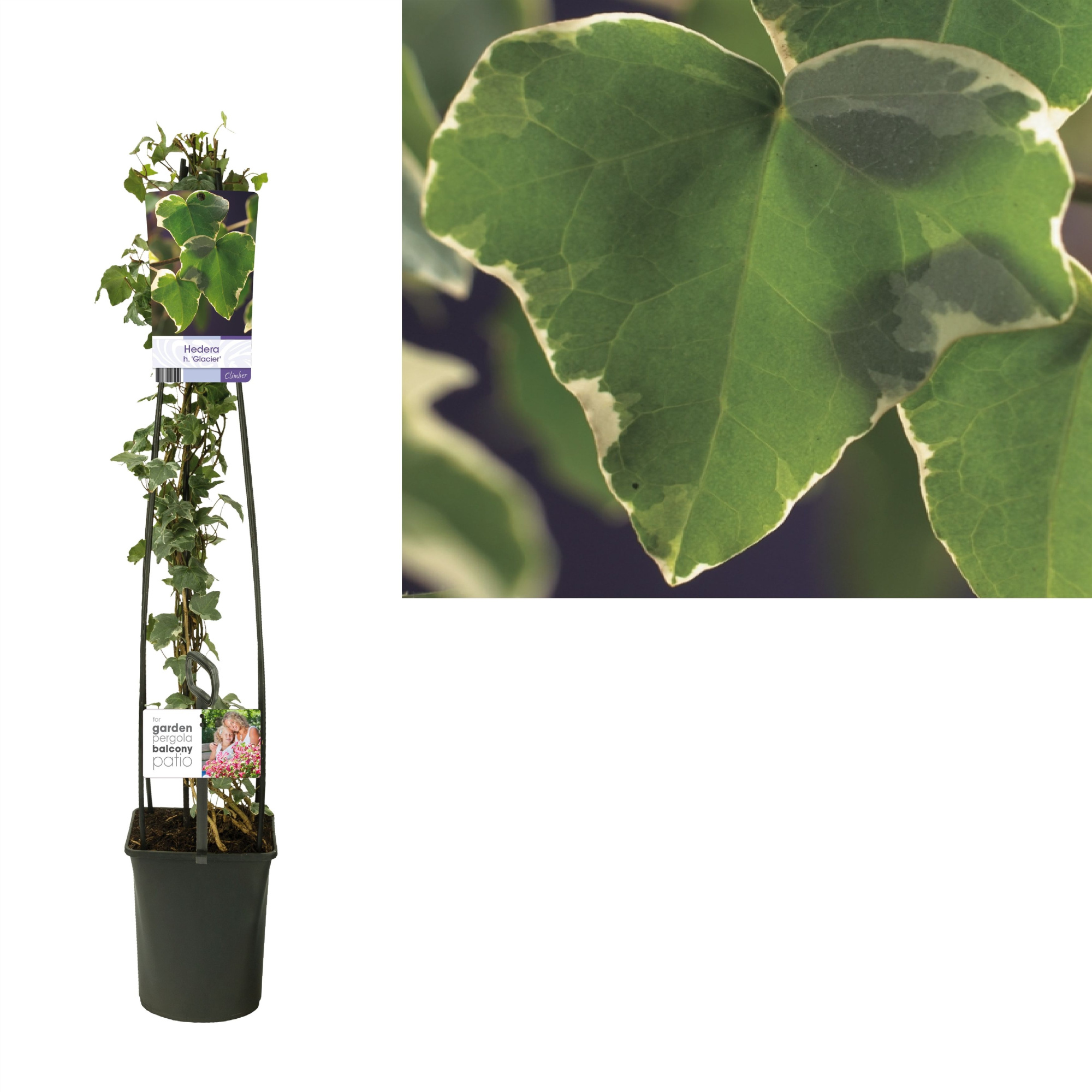 Hedera h. 'Glacier' +light label, D 23