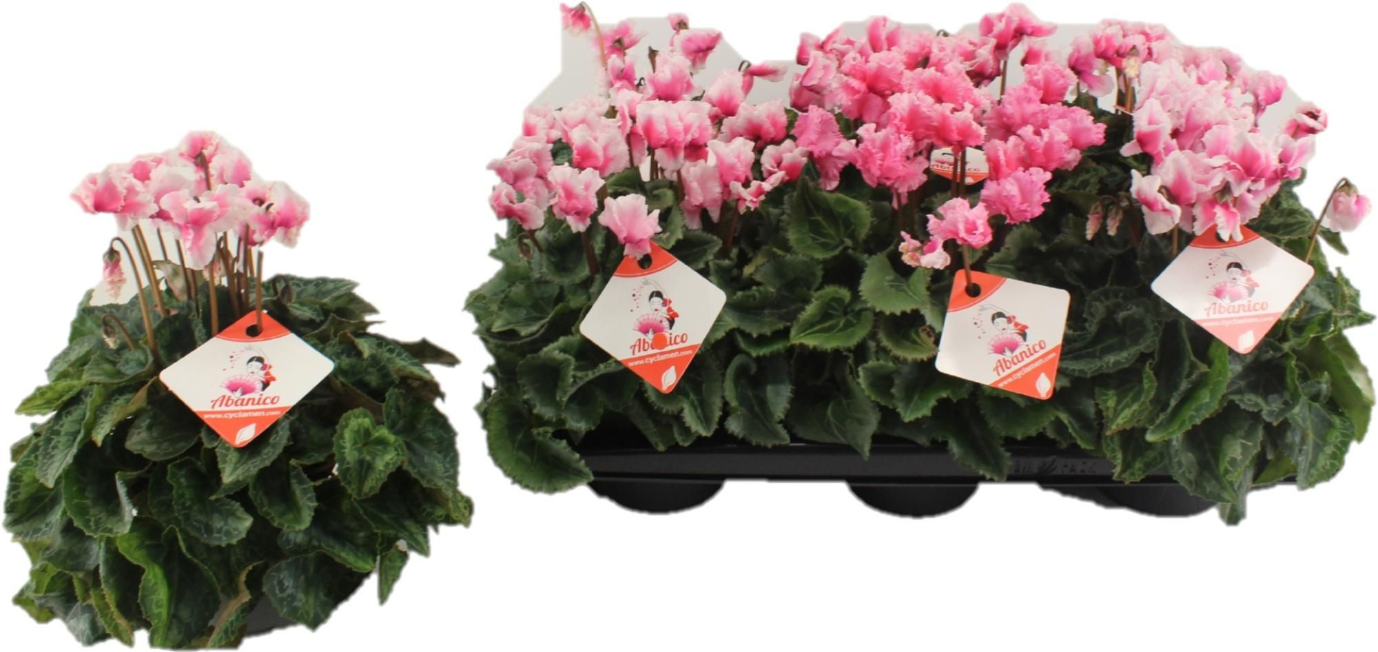 Cyclamen Abanico Roze, D 13 cm