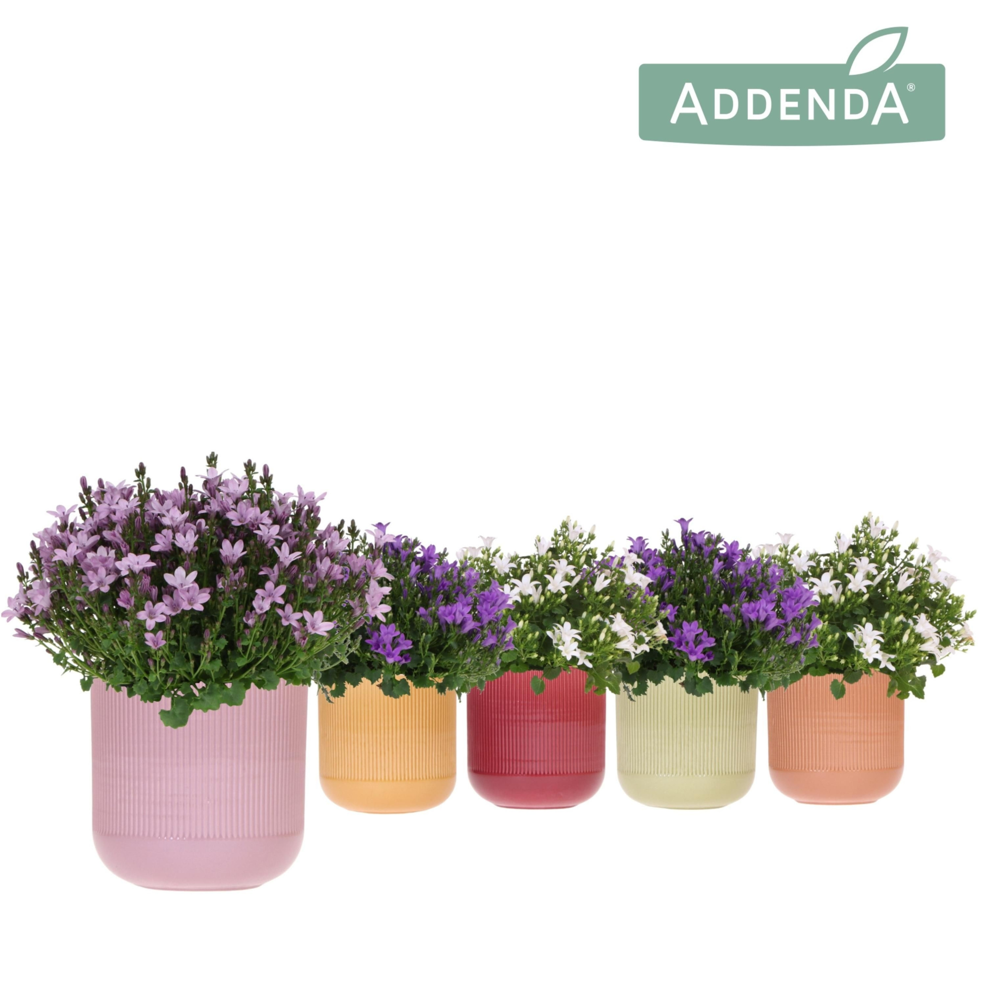 Campanula Addenda Ambella mix in Flare pot mix, D 12