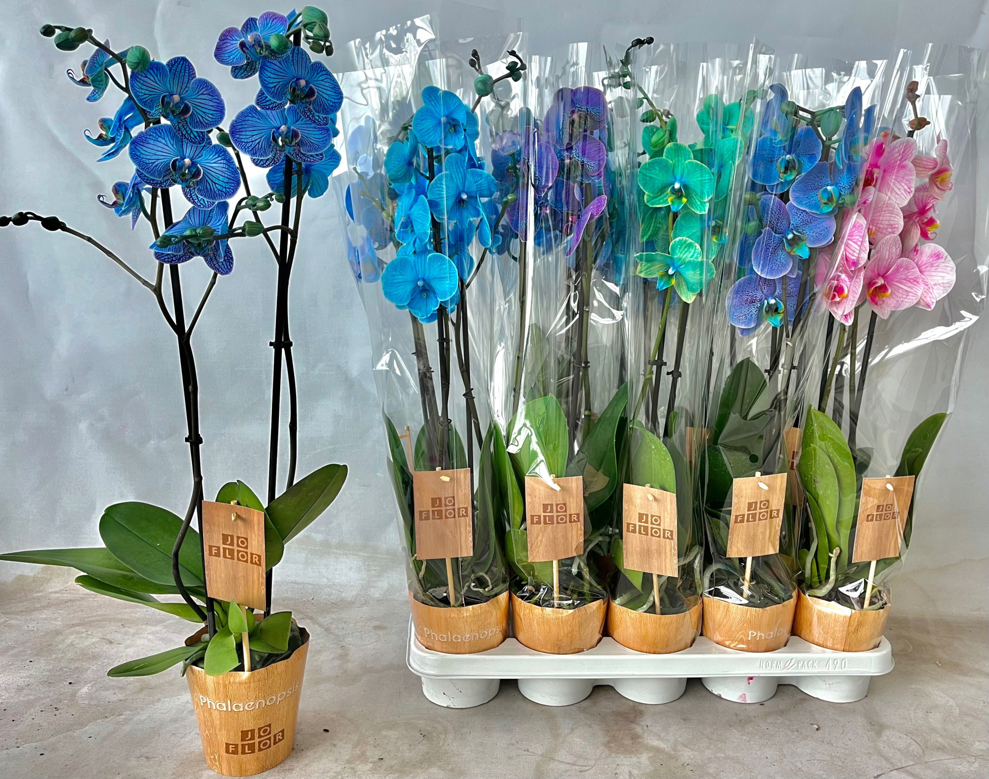 Magic / Wonder Mix 2 tak, D 12