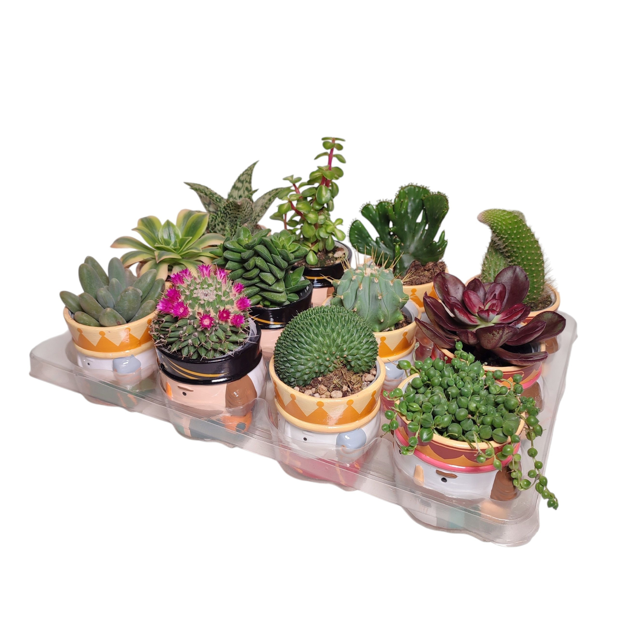 CACTUS AND SUCCULENT MIX ON NUTCRACKER CERAMIC VASE Ø 8 - TRAY 12 PCS, D 7