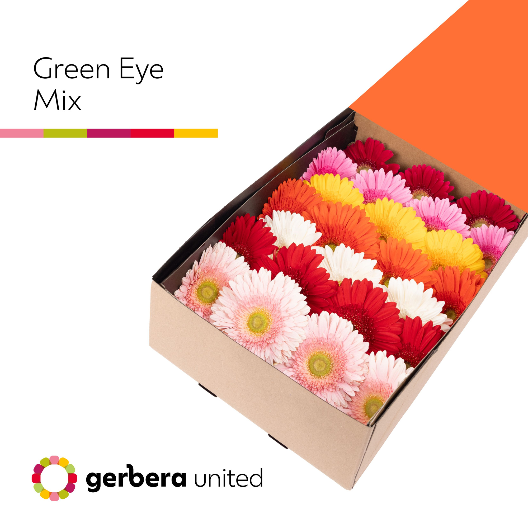 Гербера Микс в линию x50, шт.