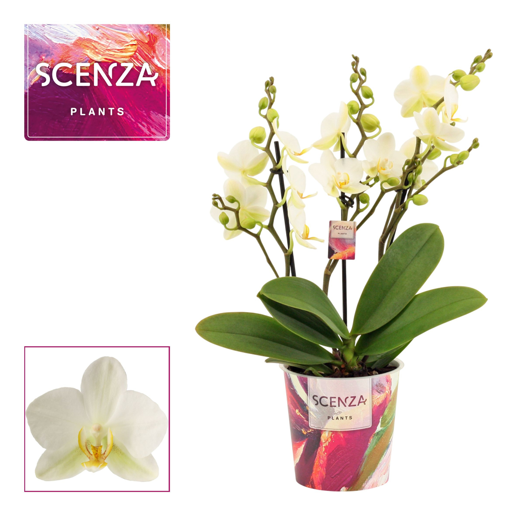 Phalaenopsis dazzling Lausanne 3-4 tak (Scenza), D 12 cm