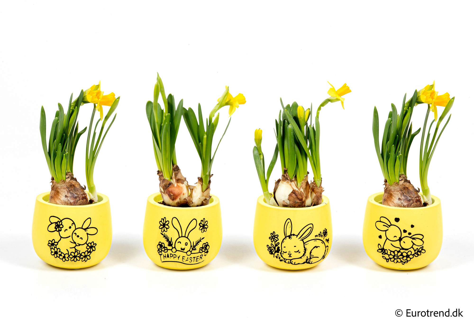 Narcissus in Easter ceramic 2026, D 6