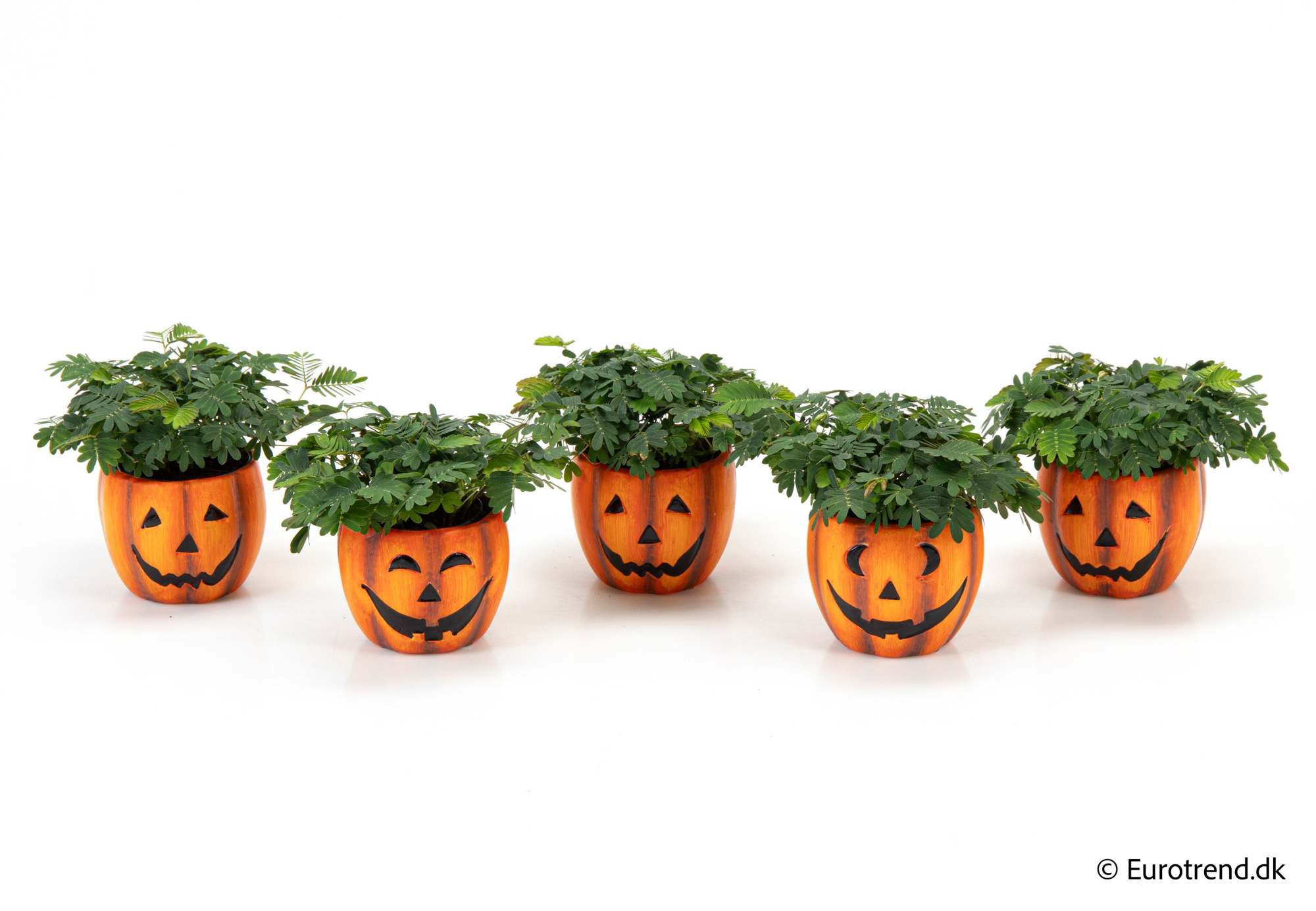 Mimosa in Halloween ceramic 2025, D 6 cm