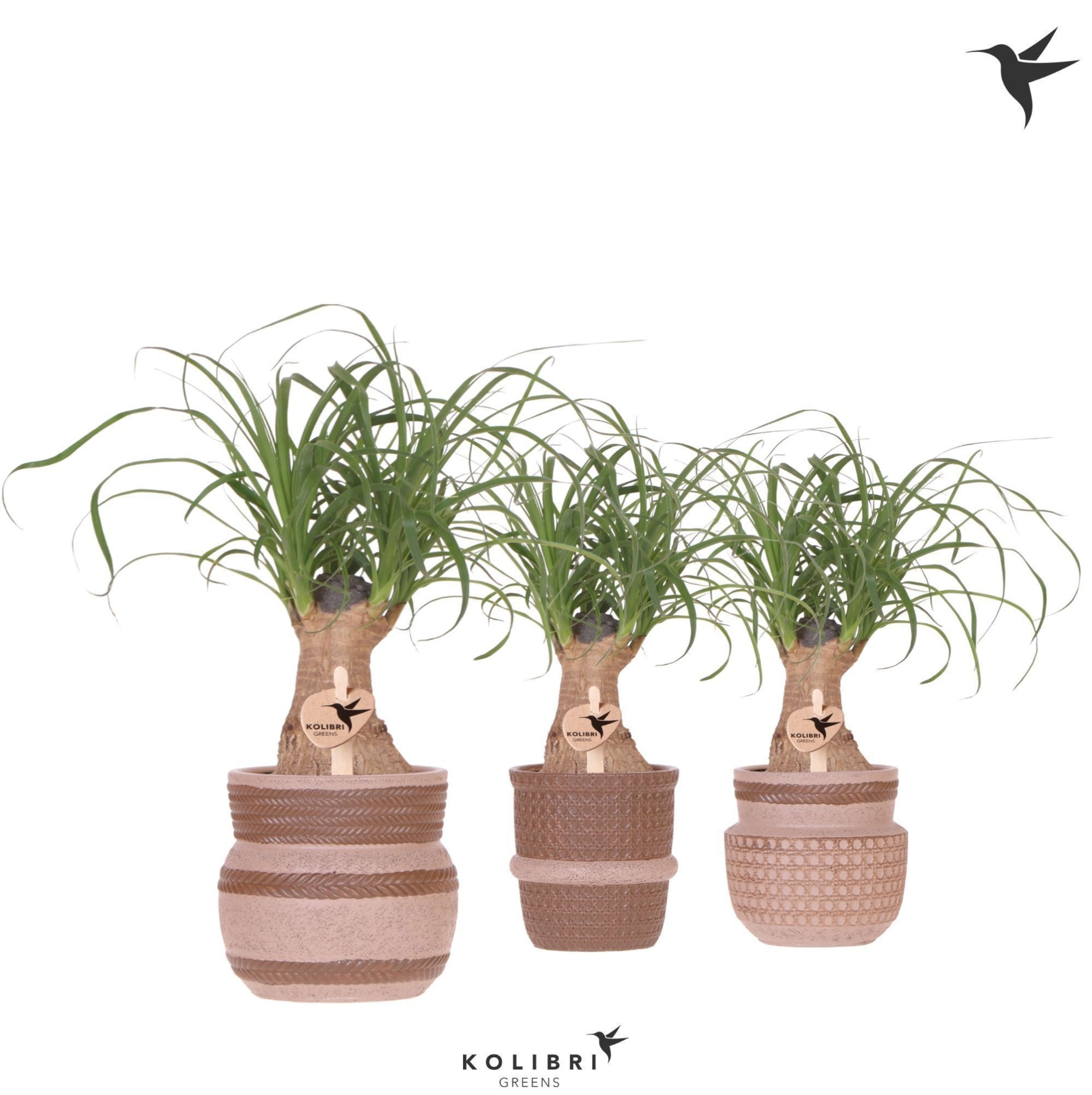 Kolibri Greens Beaucarnea in Ethnic pot sand mix, D 9 cm