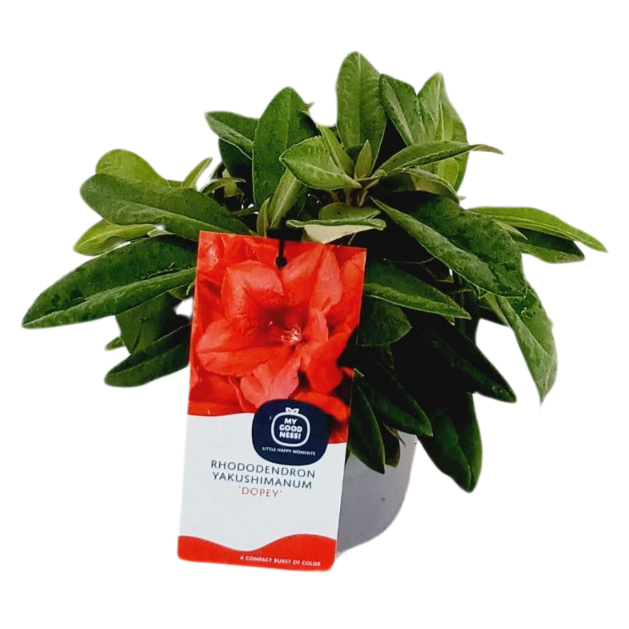 Rhododendron Yakushimanum 15-20 /1.5 liter 'Dopey', D 15 cm