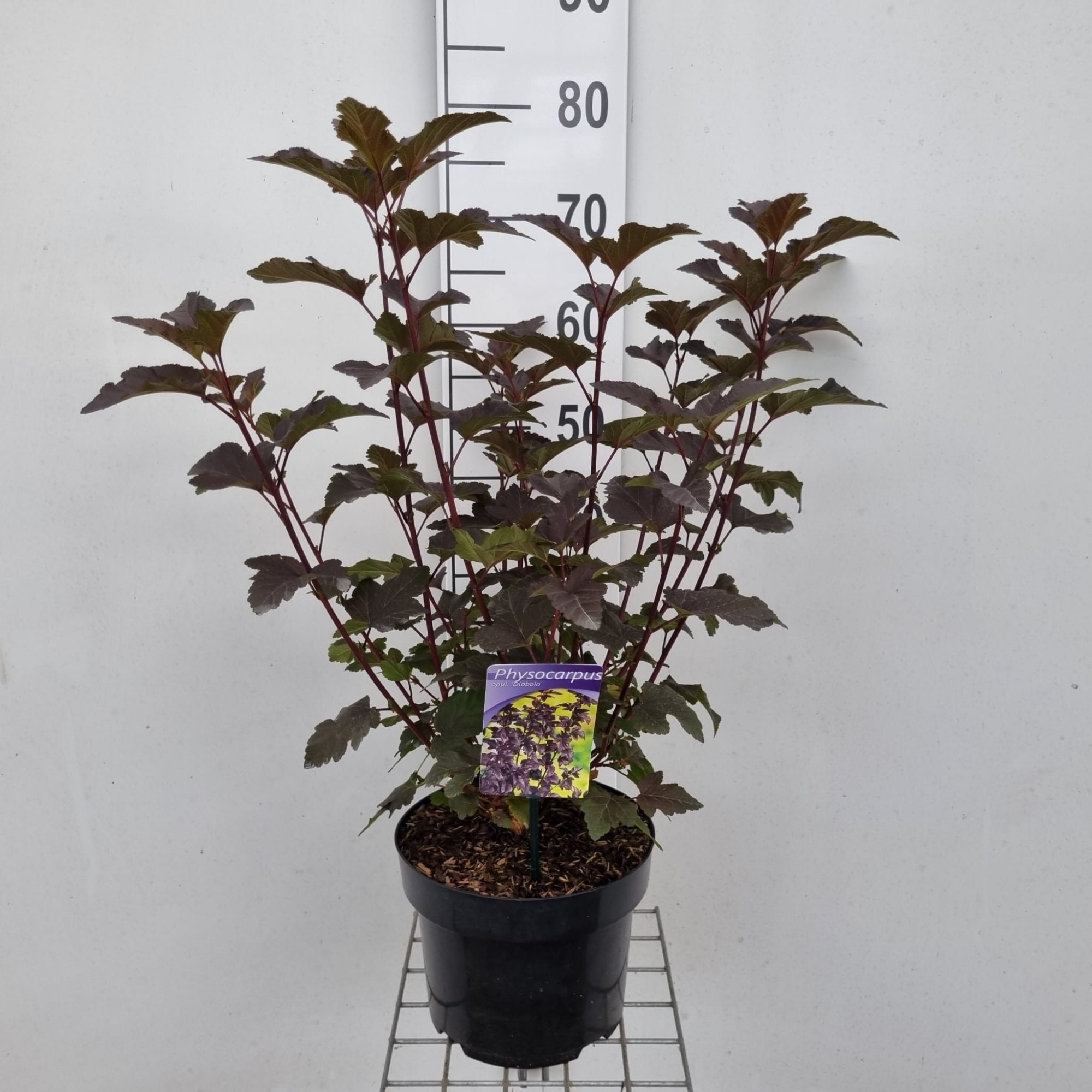 Physocarpus opulifolius 'Diabolo' PBR, D 23 cm