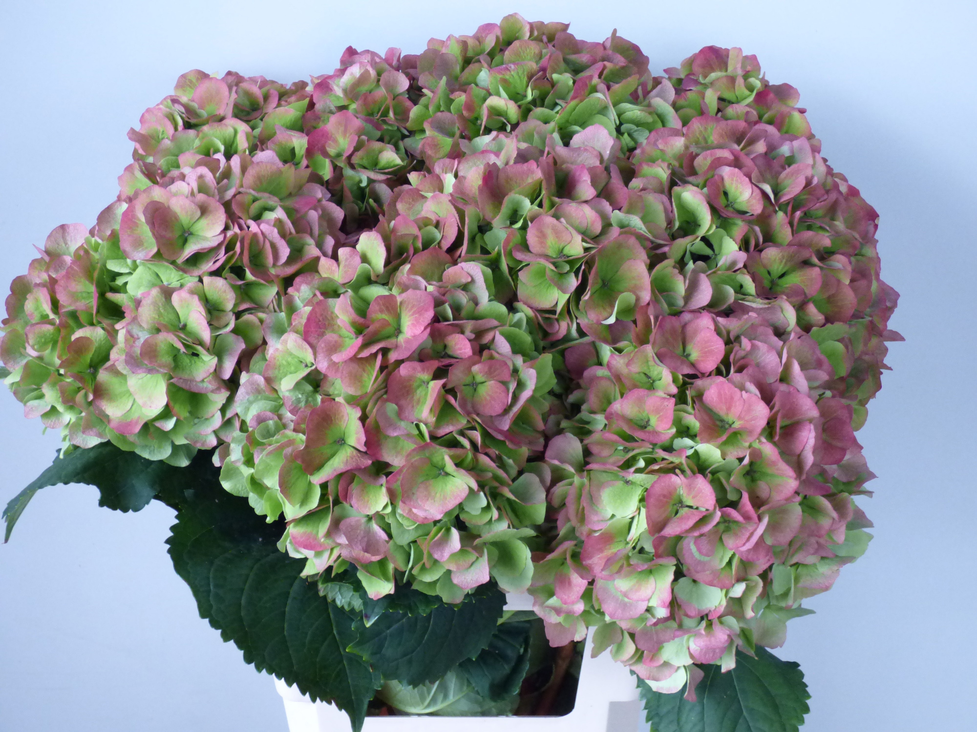 Гортензия Верена Классик 70, шт.