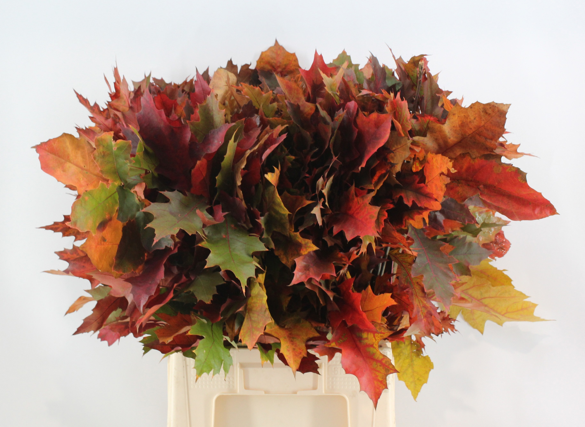 Кверкус Рубра 80, шт.