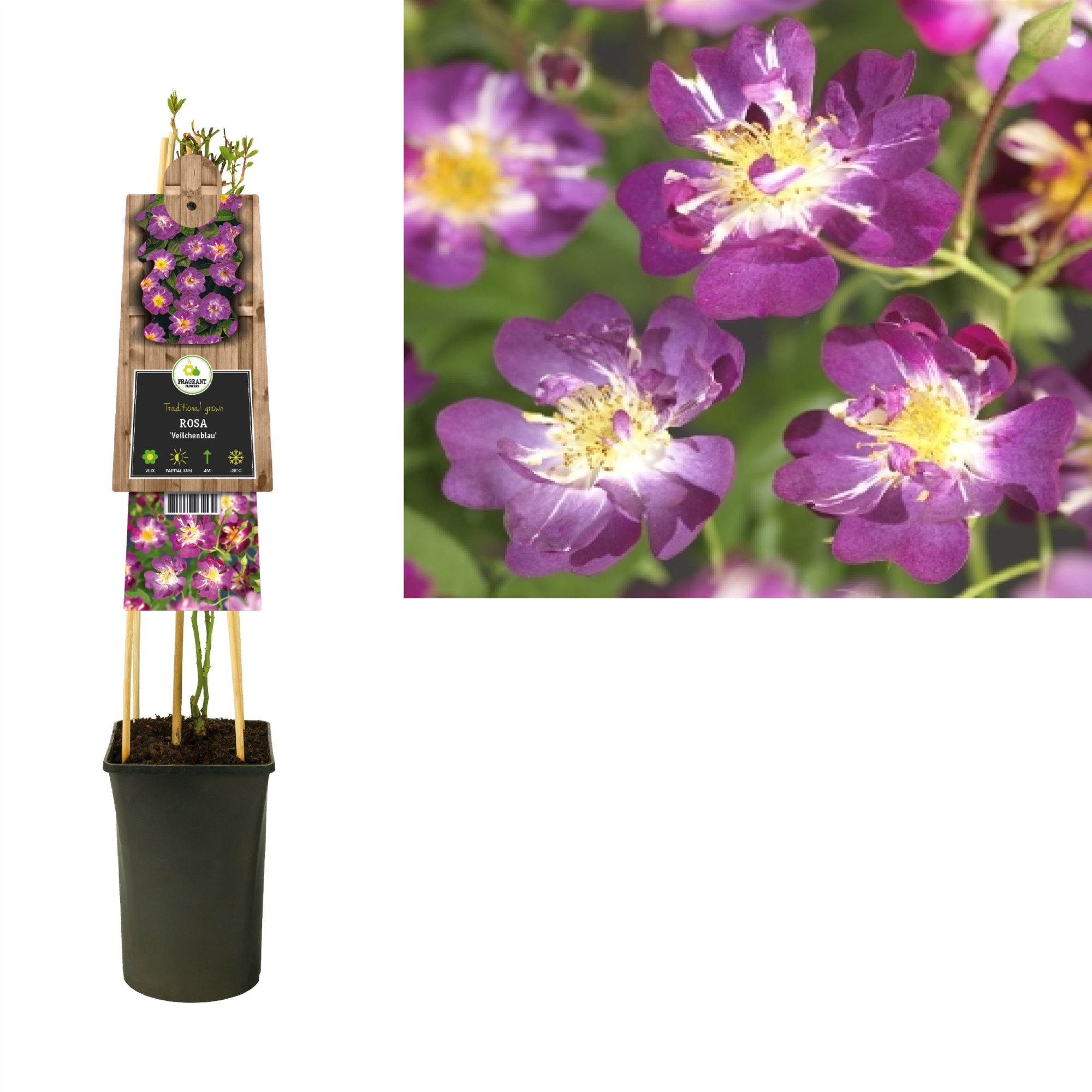 Rosa 'Veilchenblau' +3.0 label, D 17