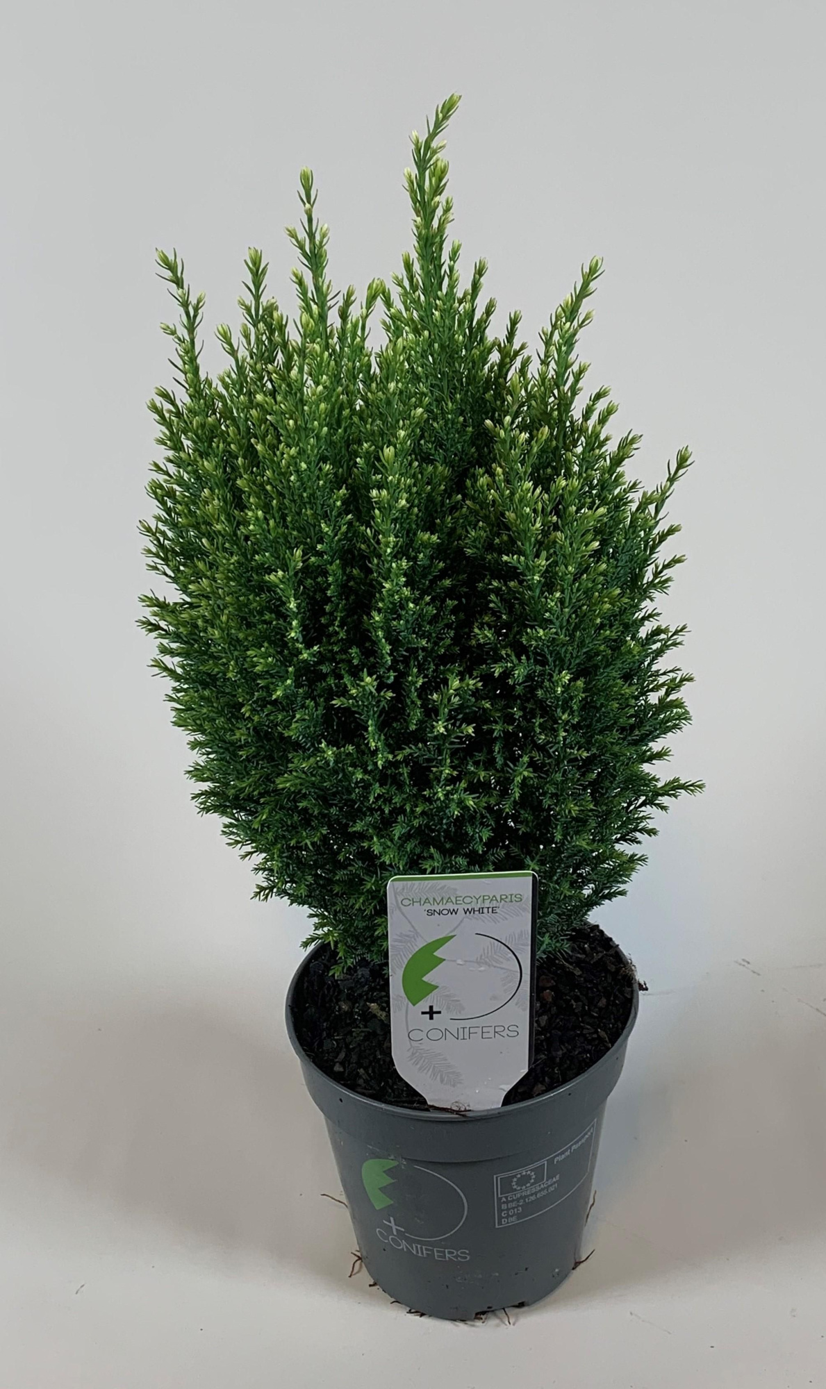 Chamaecyparis lawsoniana 'Snow White', D 13 cm