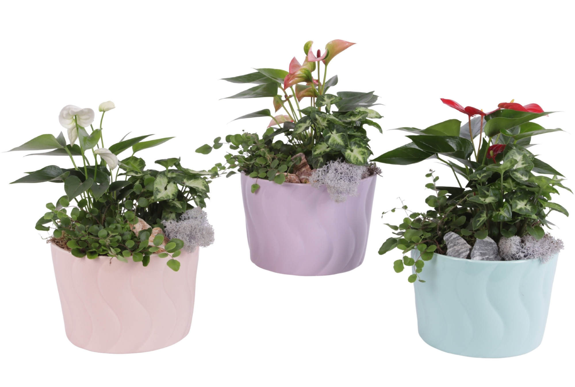 Yearround Arr. Indoor Ceramic Soft Elegance SE662 Ø17cm 3PP, D 17