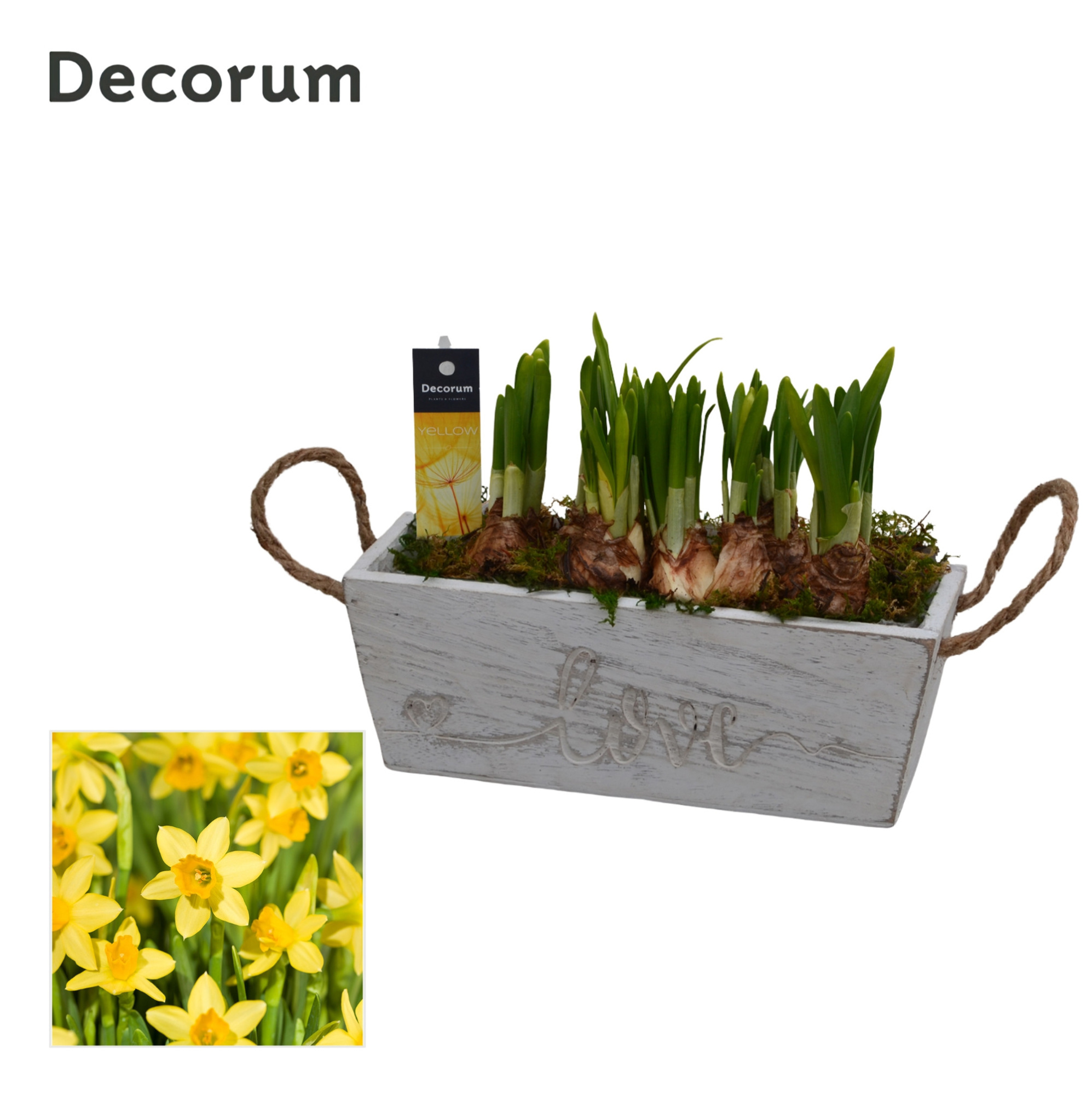 Narcis Love & Timber HL15713N, D 21 cm