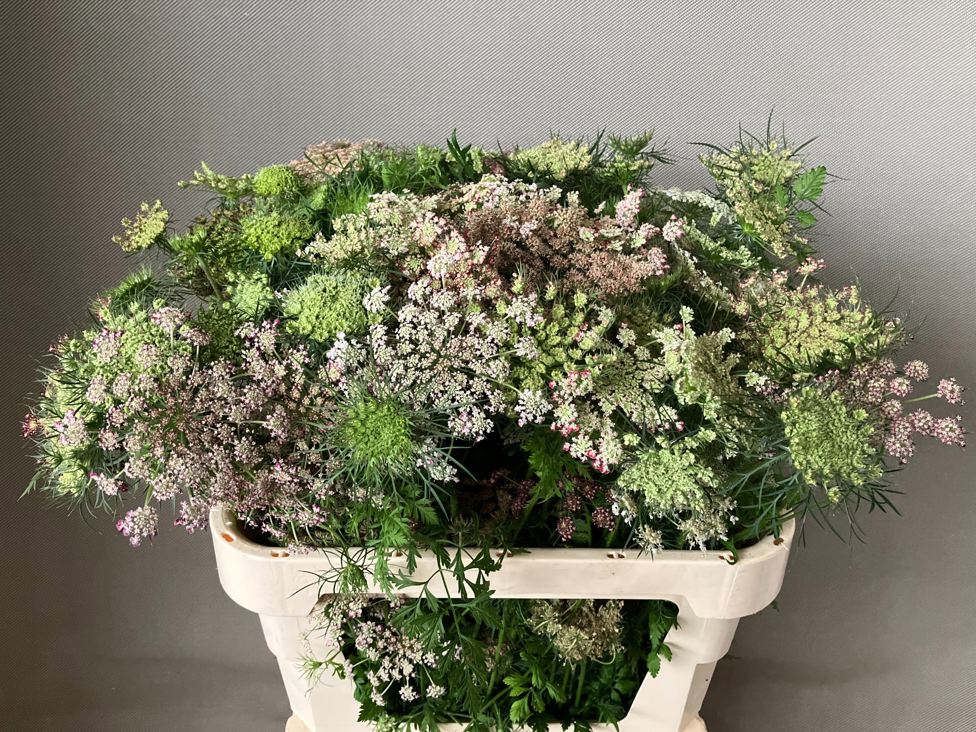 Амми Даукус Карота Дара 80, шт.