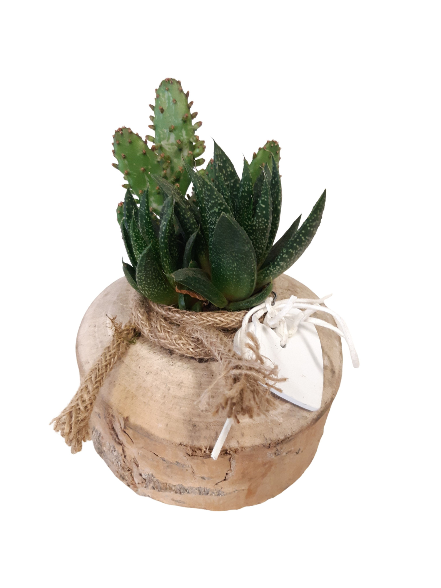 BSR15HRT houten schijf Succulentmix jute deco Heart, D 13 cm