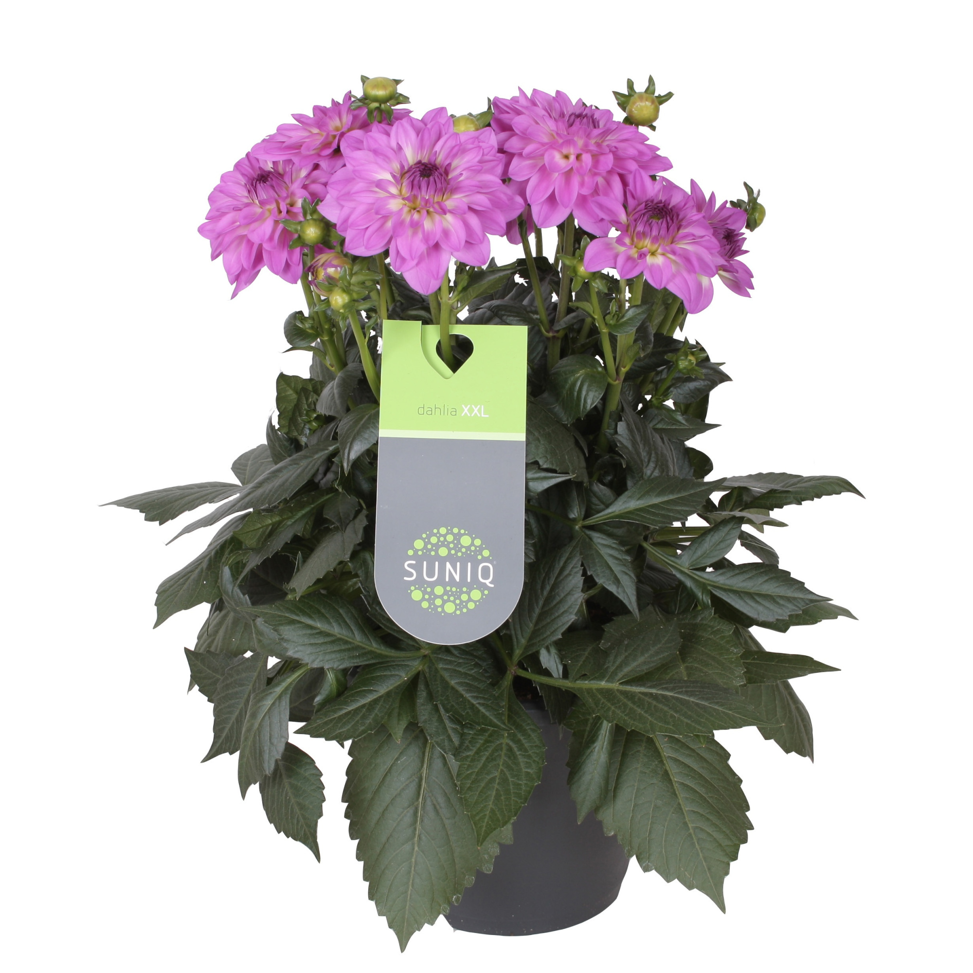 Dahlia Suniq XXL Milka paars 23cm in Deense doos, D 23