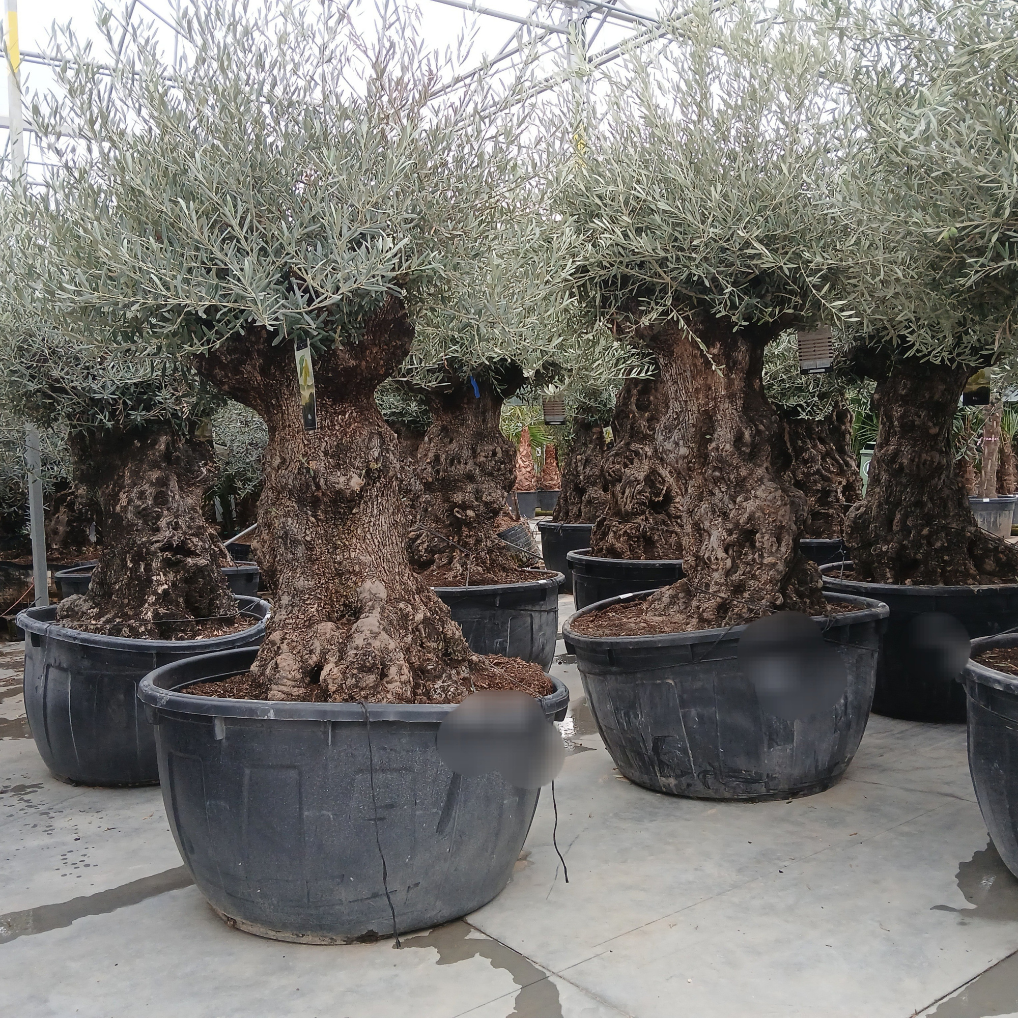 olea europaea, D 90 cm