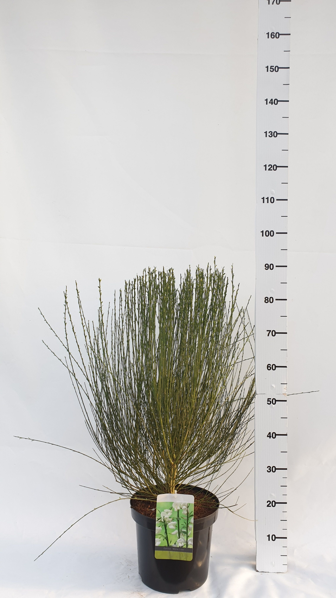 Cytisus 'White Lion', D 26