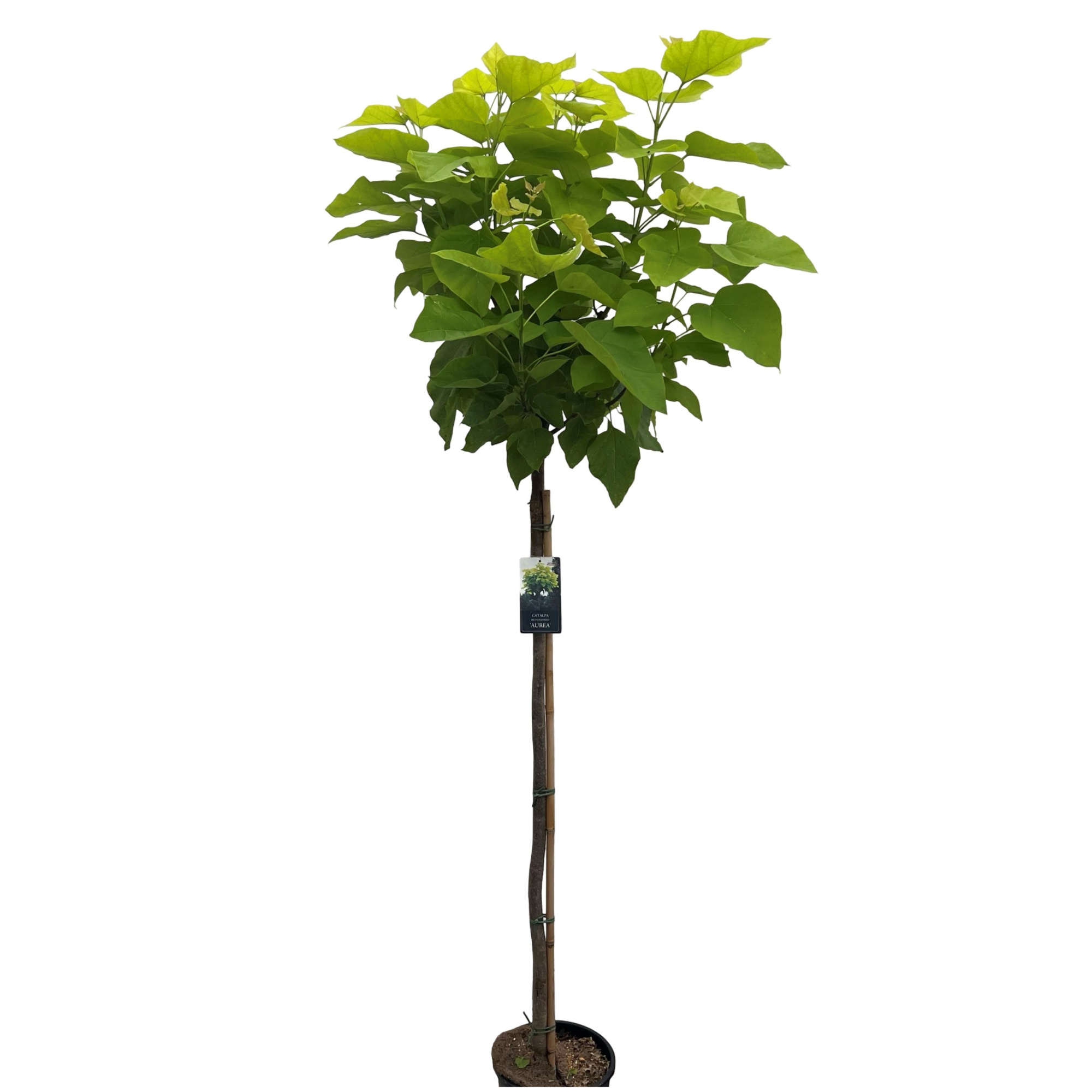 Catalpa big. 'Aurea' stam 120, D 32 cm