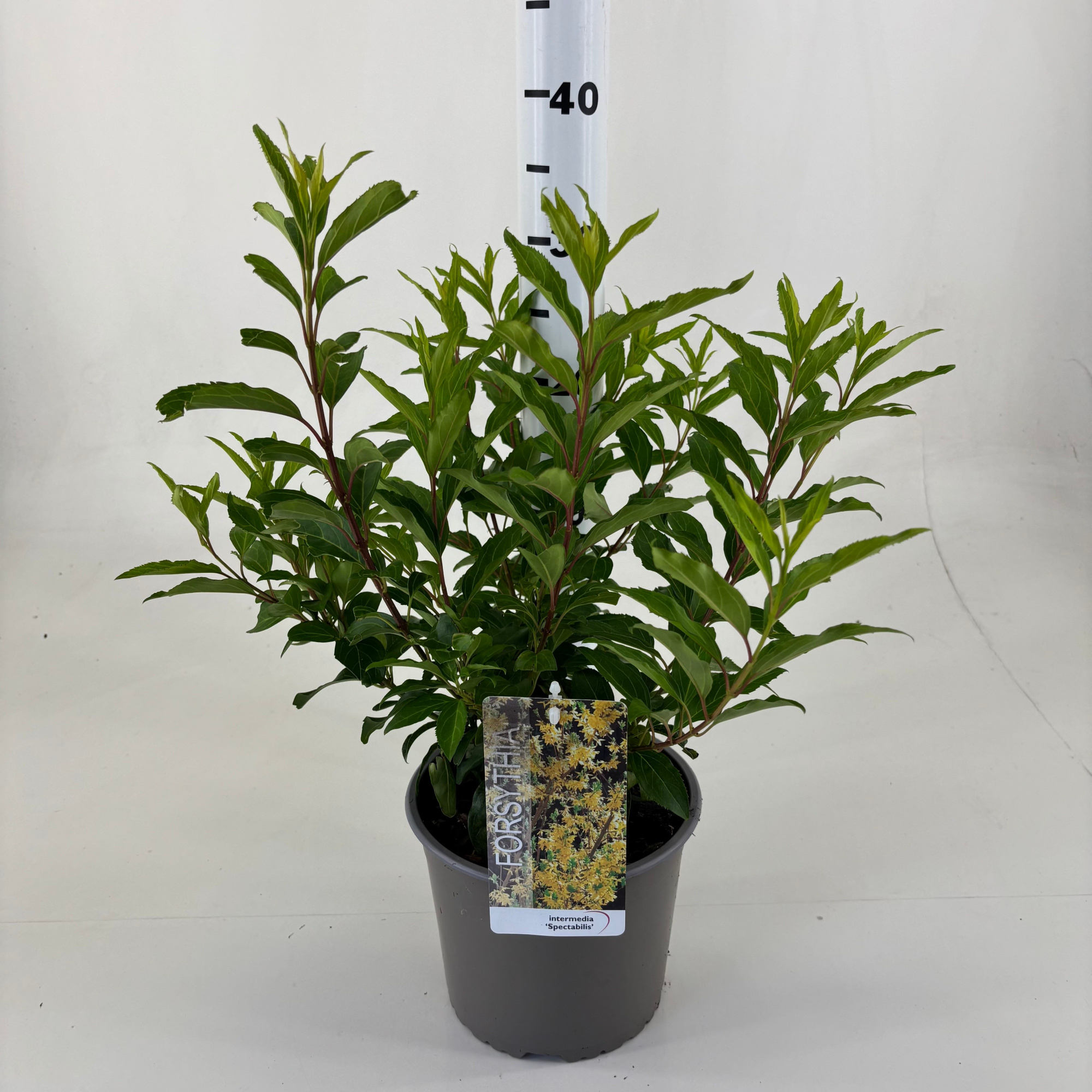 Forsythia intermedia 'Spectabilis', D 19 cm