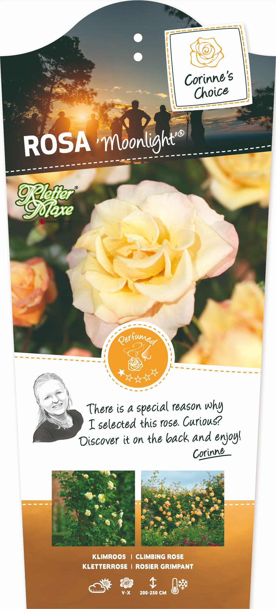 Rosa 'Moonlight' - Klim - C3rp - Exclusive Collection, D 19