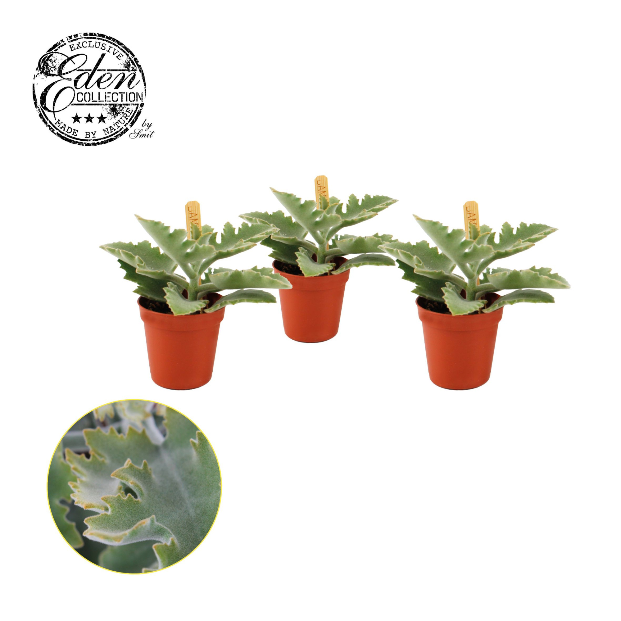 Kalanchoe Beharensis 5,5cm, D 5,5 cm