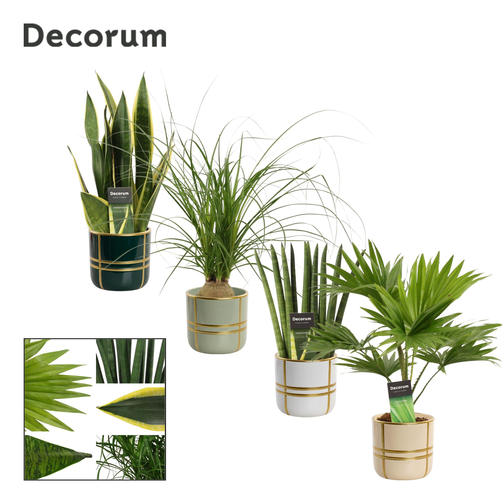 Groenmix 12 cm in Lauri (Top blend-collection), D 12 cm