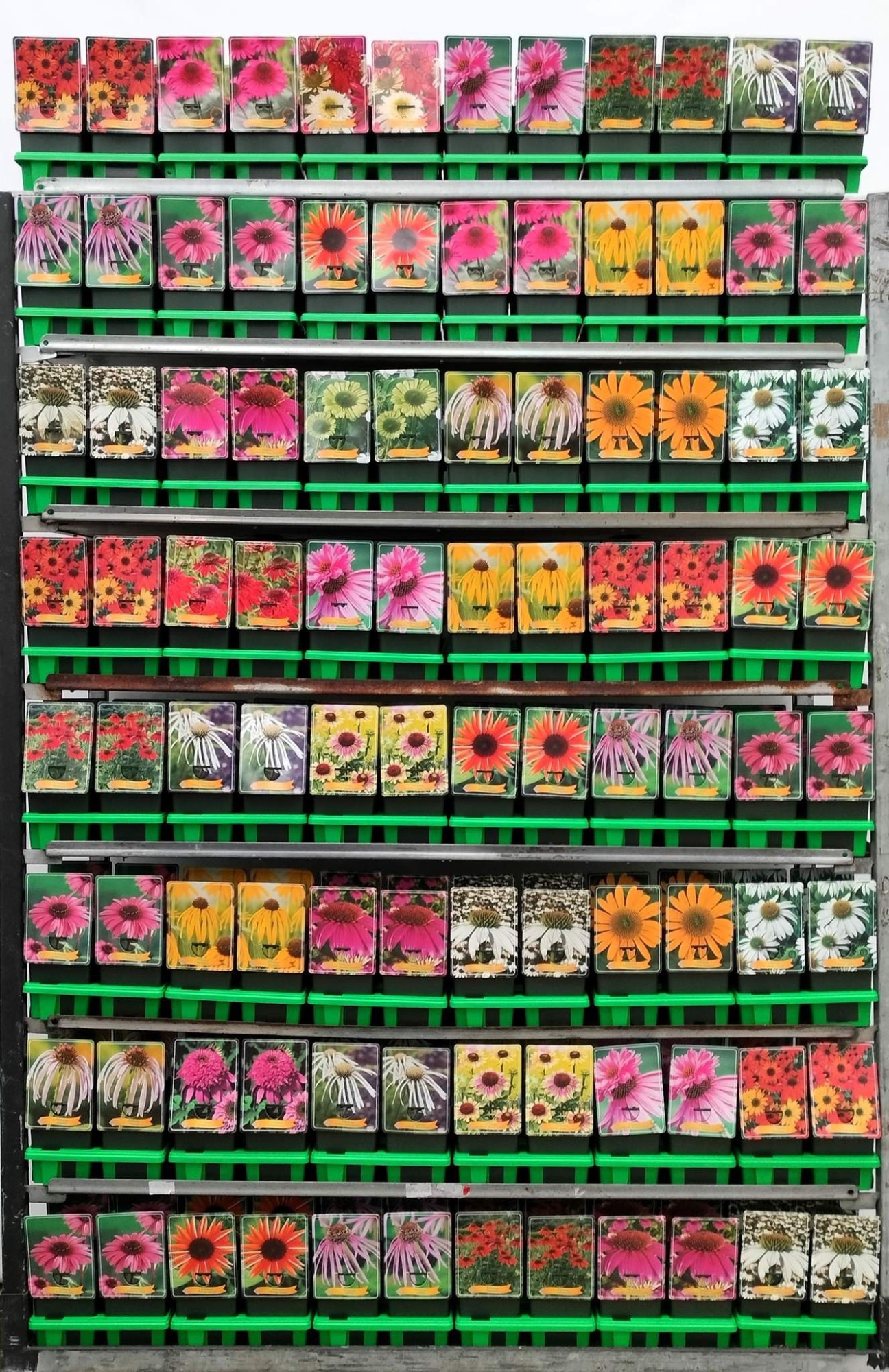 Echinacea purpurea Mix CC P11, D 11 cm