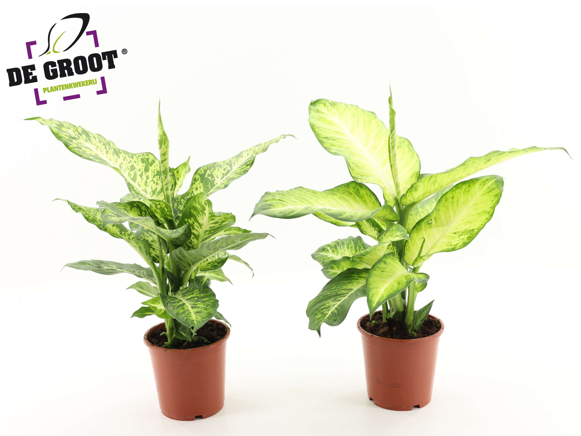 Dieffenbachia Mix (Mars en Bravo), D 17 cm