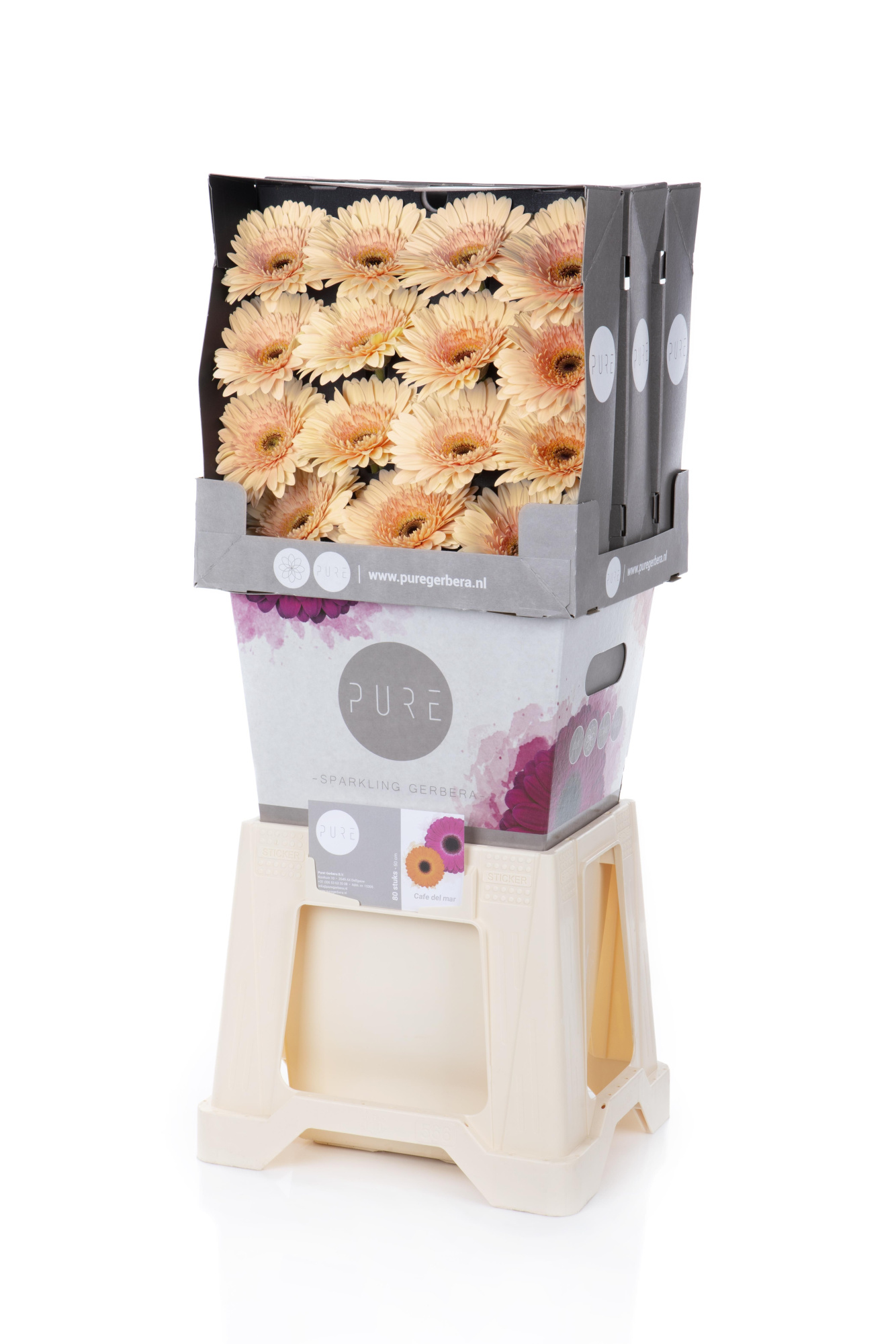 Гербера Кафе Дель Мар, шт.