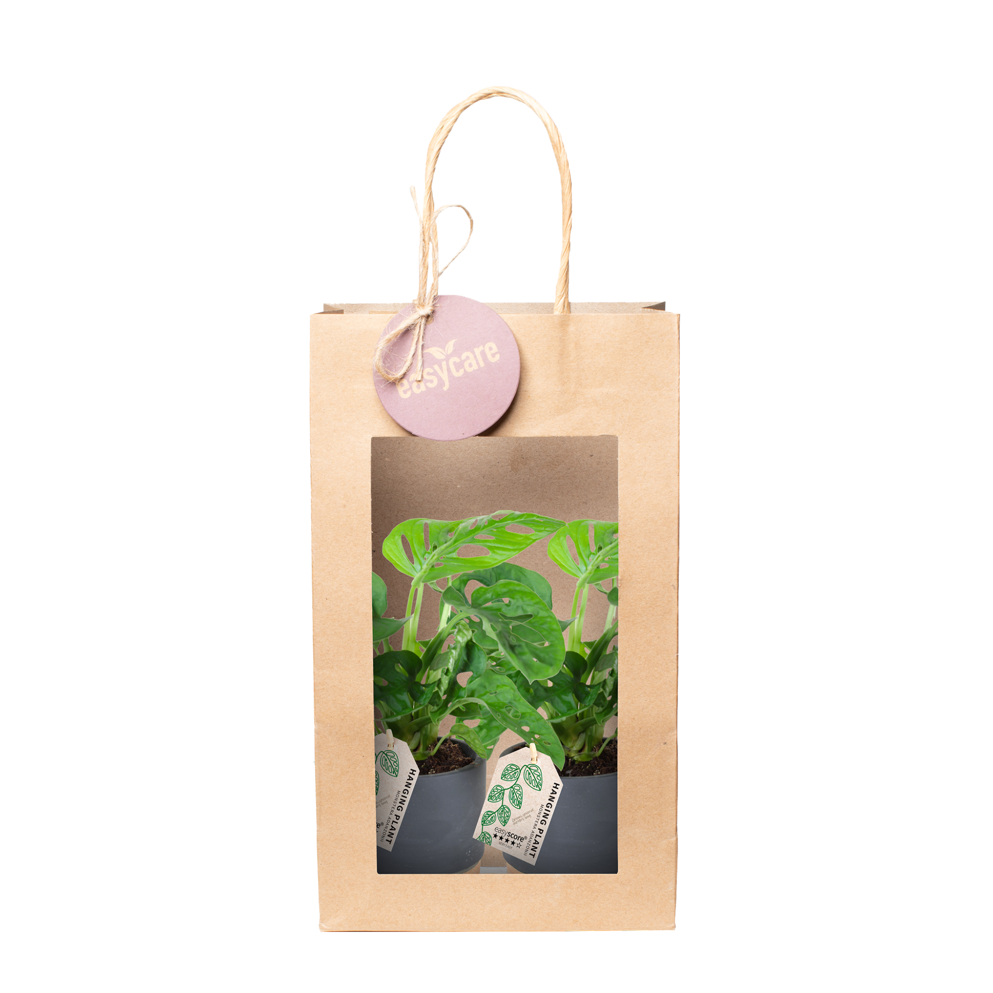 Paperbag Woodbase Liquorice, Monstera Adansonii, D 9