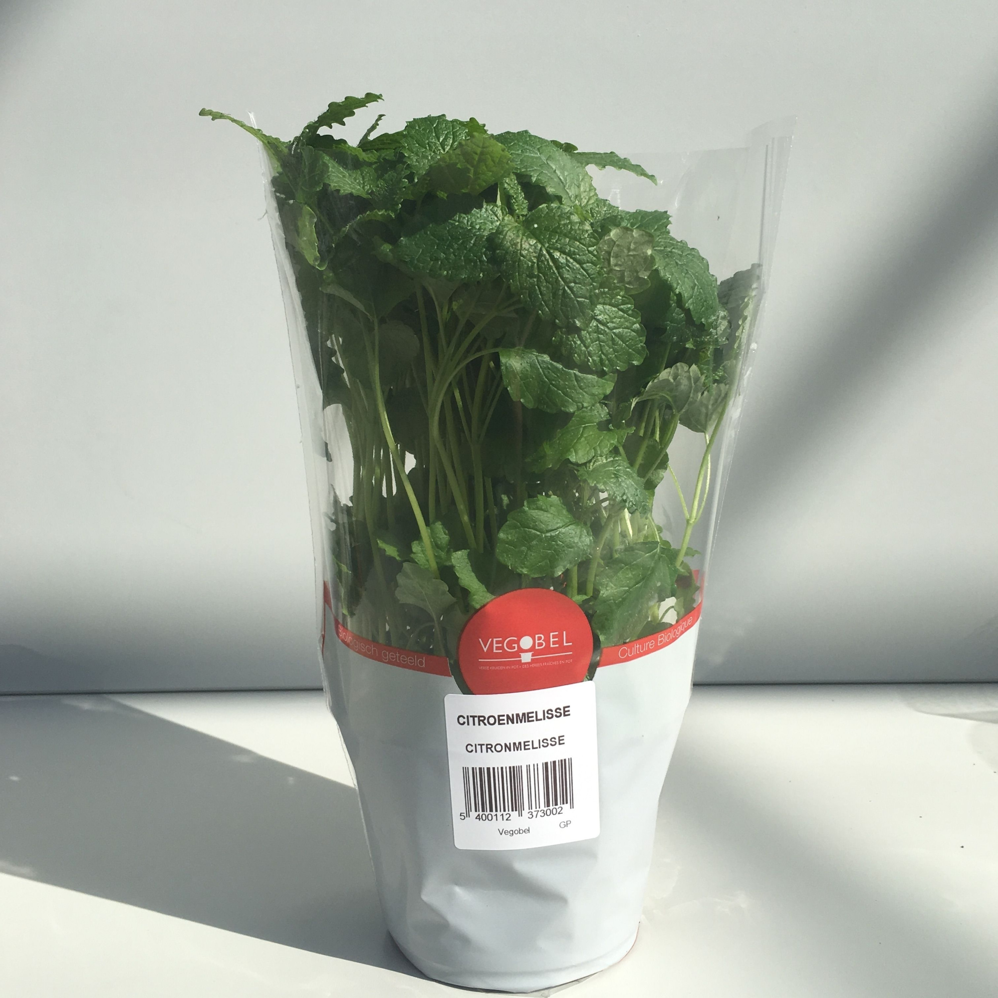 Citroenmelisse P12, D 12 cm