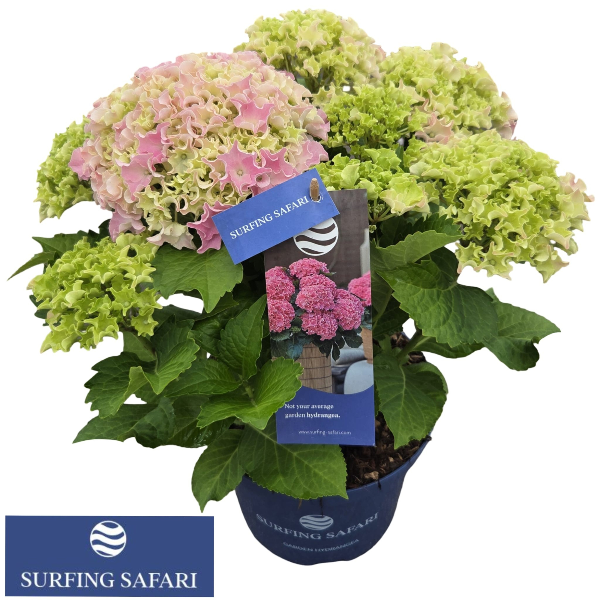 Hydrangea macr. 'Surfing Safari' Seaside Pink®, D 23