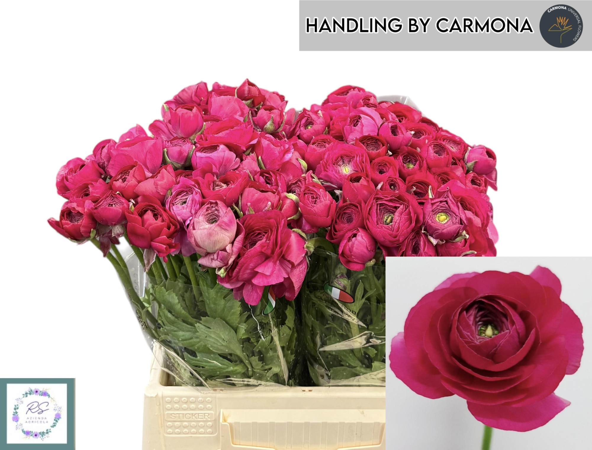 Ранункулус Элеганс Хот Пинк 40, шт.