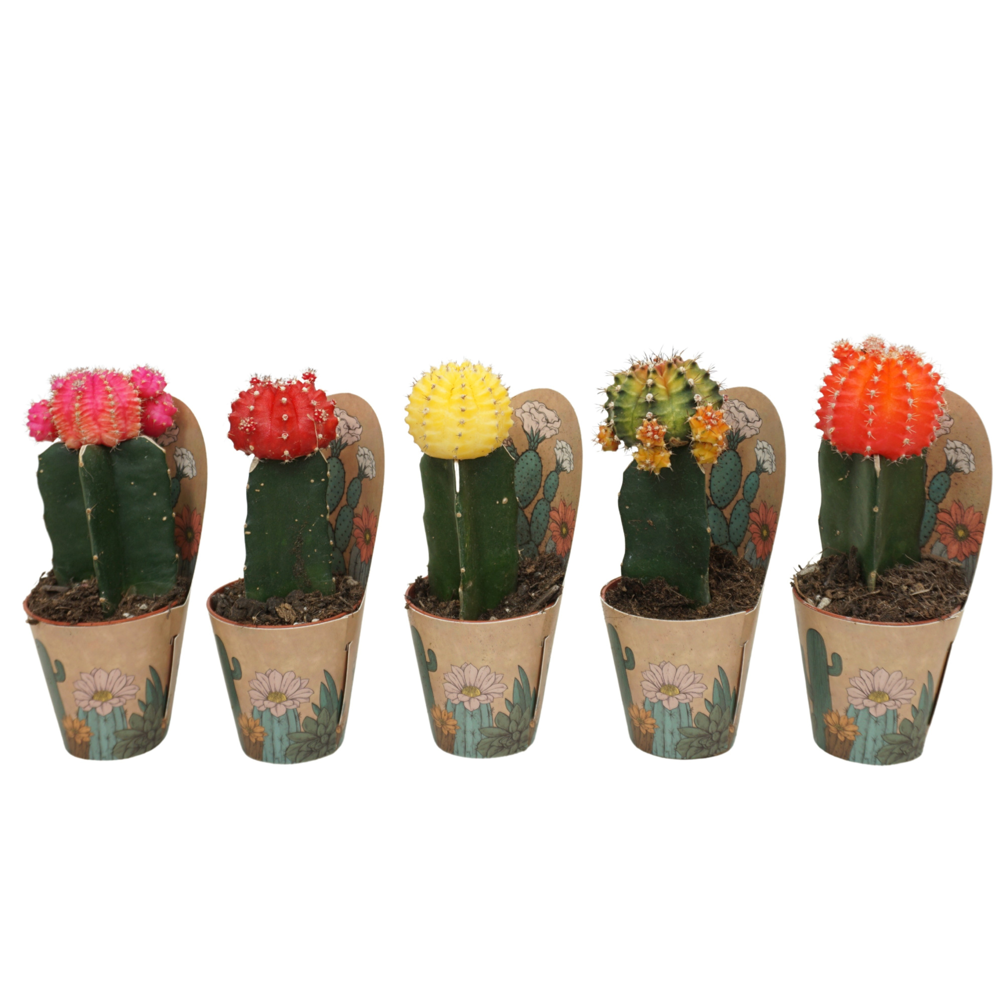 Gymnocalycium mix geënt 5,5 cm in Ubink potcover, D 5,5 cm