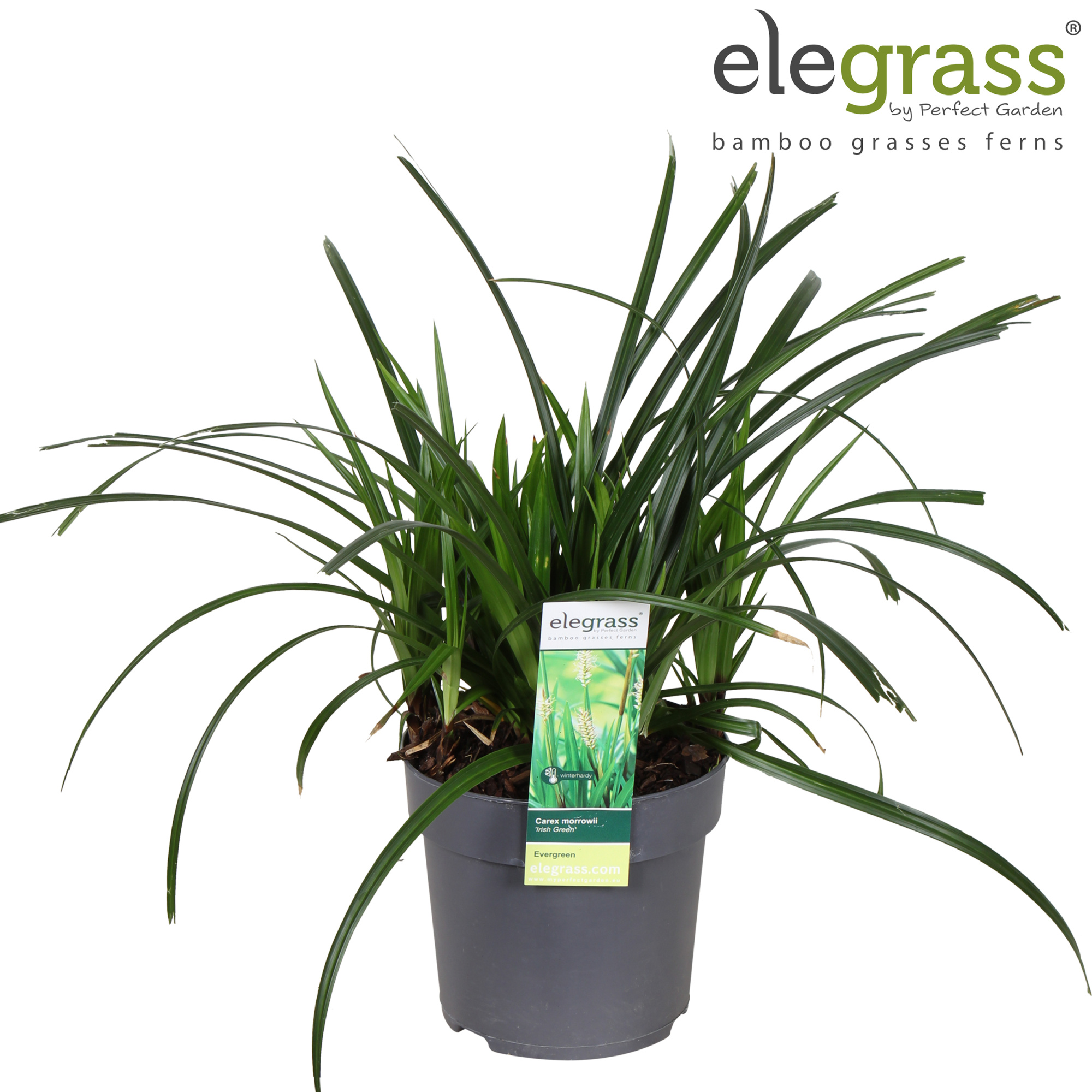 Carex 'Irish Green' P14, D 14 cm