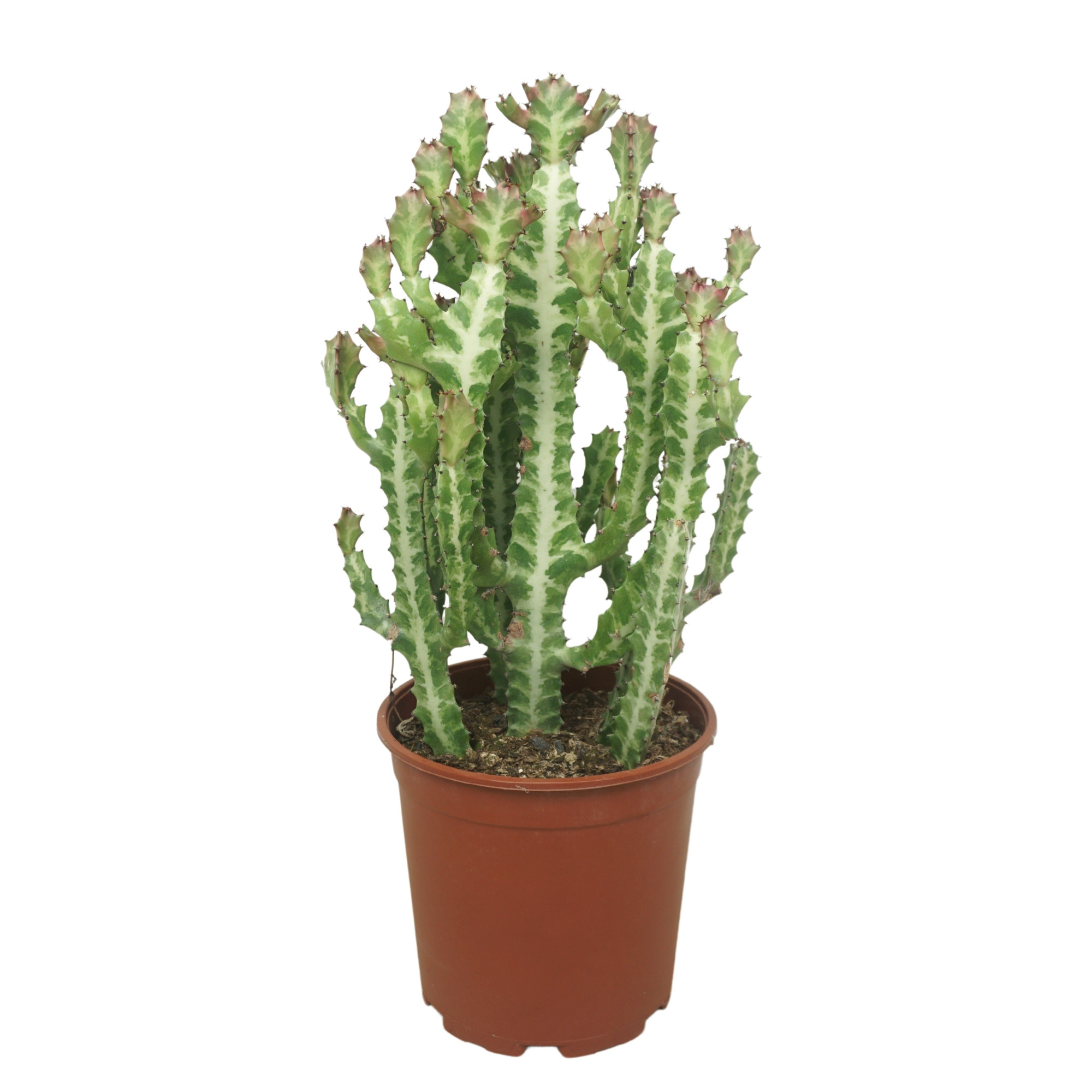 Euphorbia lactea 21 cm, D 21 cm