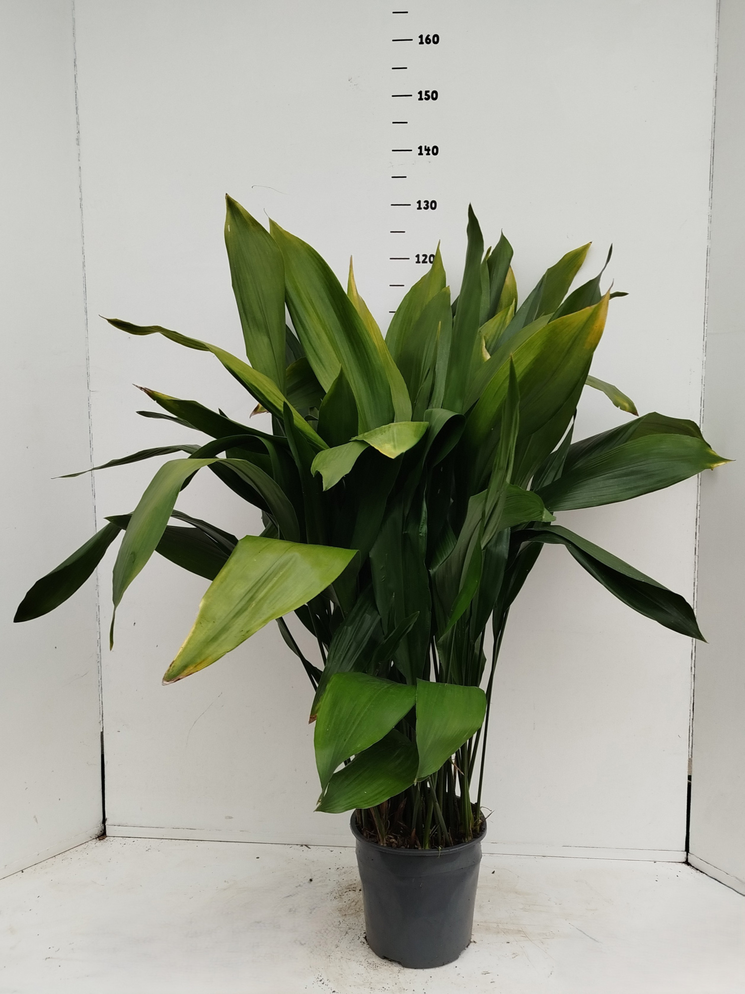 Aspidistra elatior, D 24