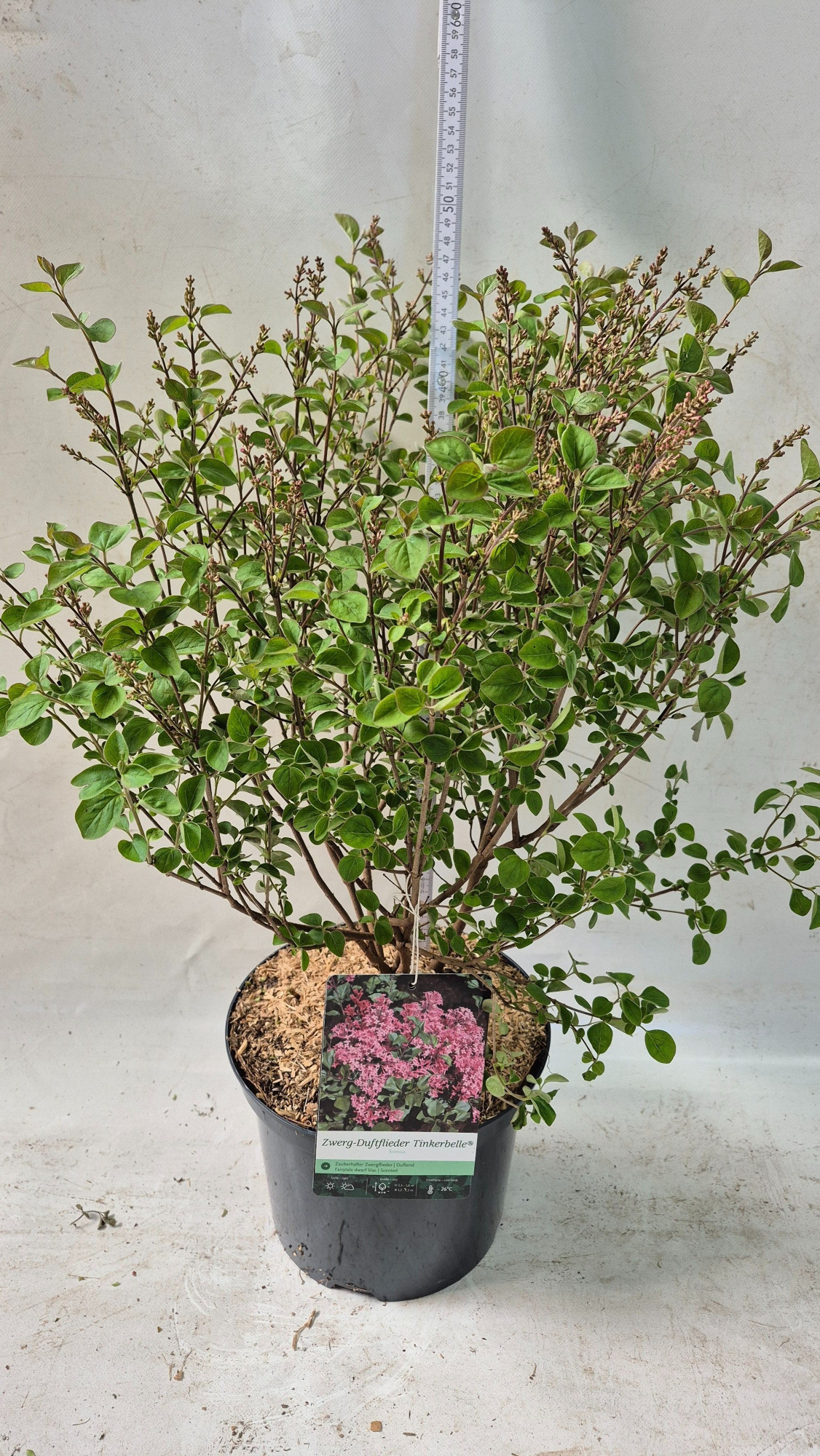 Syringa 'Tinkerbelle' -R-, D 23