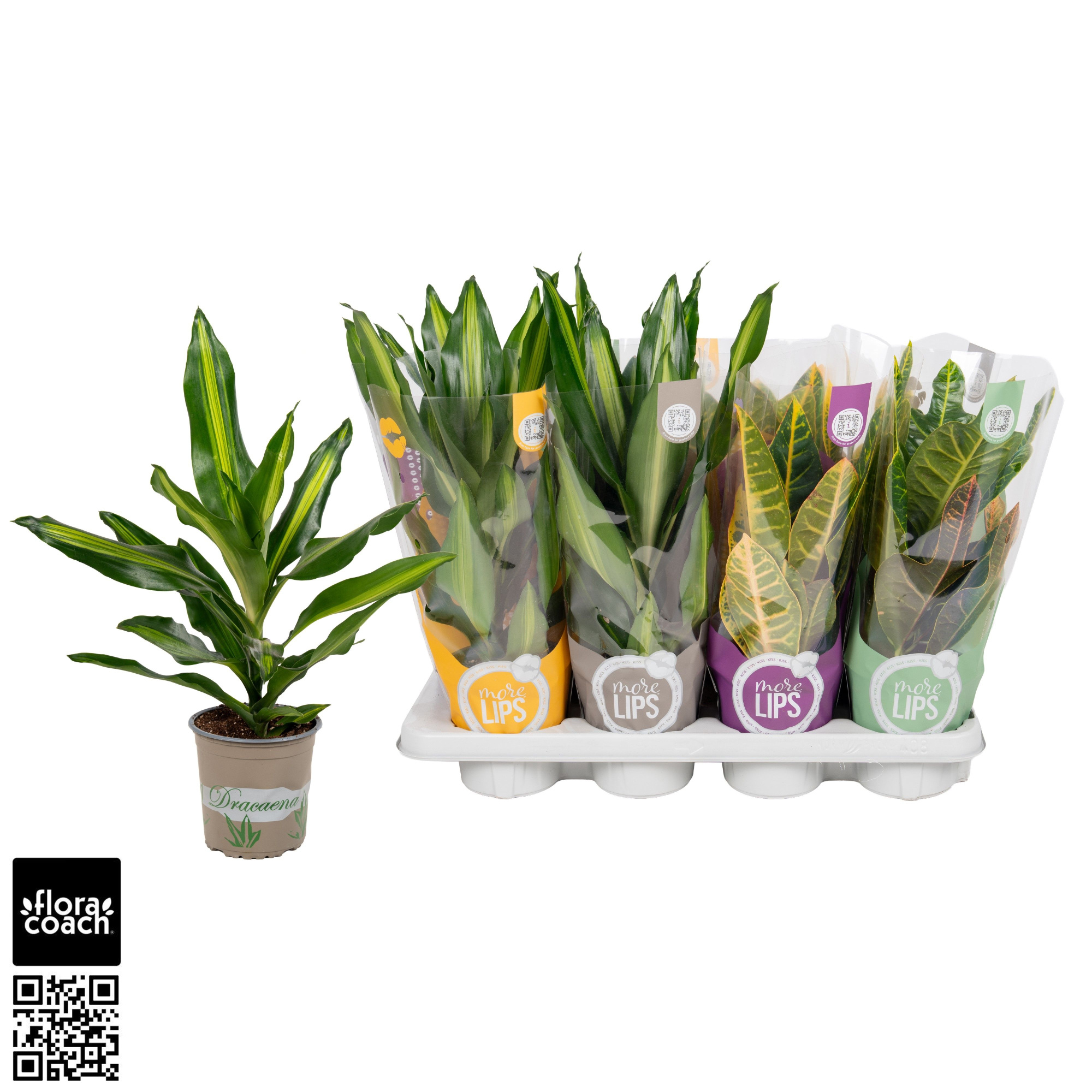 GroenMix Croton 2S +Dracaena Cintho "MoreLIPS®" Design hoes, D 13 cm