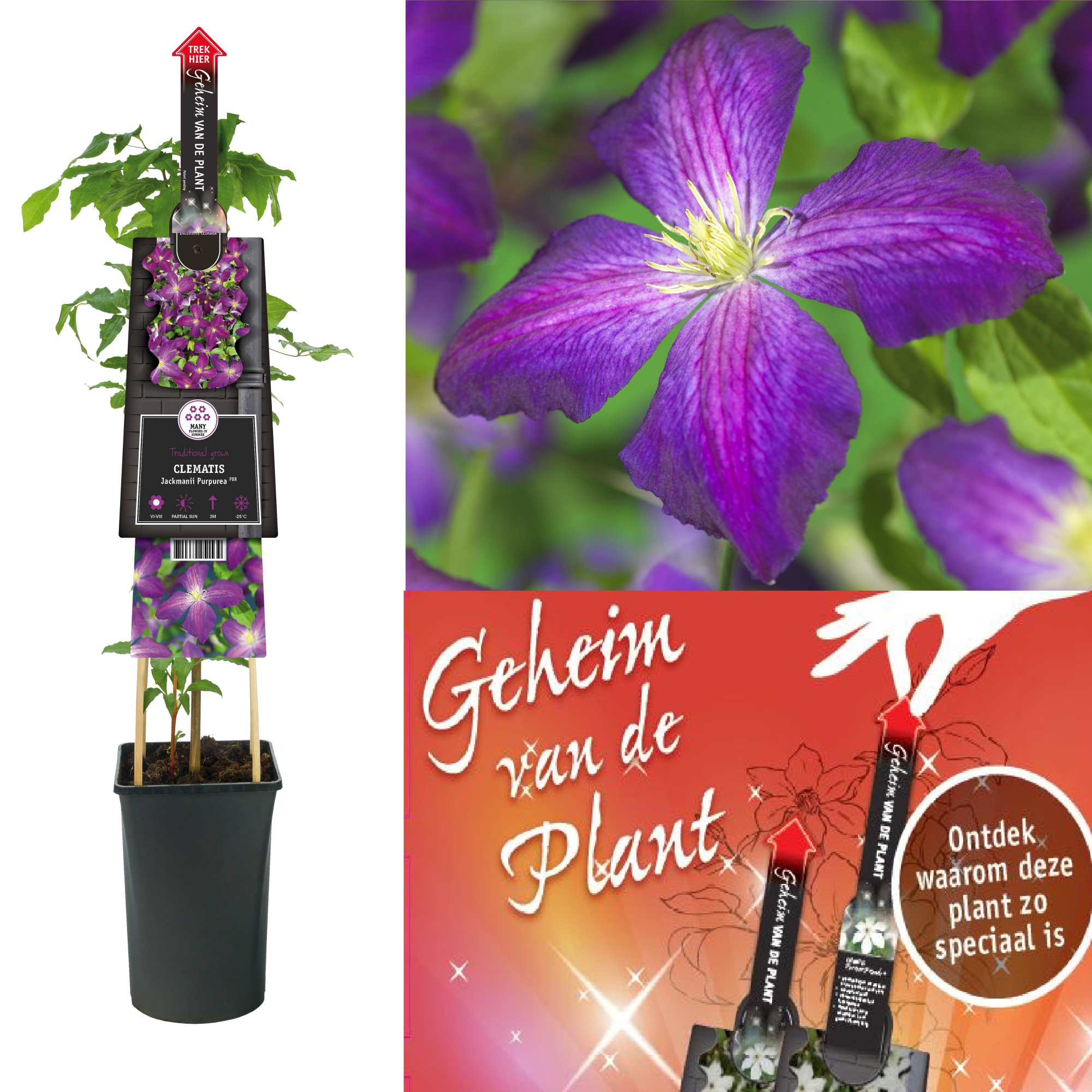 Clematis Jackmanii Purpurea PBR +3.0 label+ secret of the plant EN, D 17